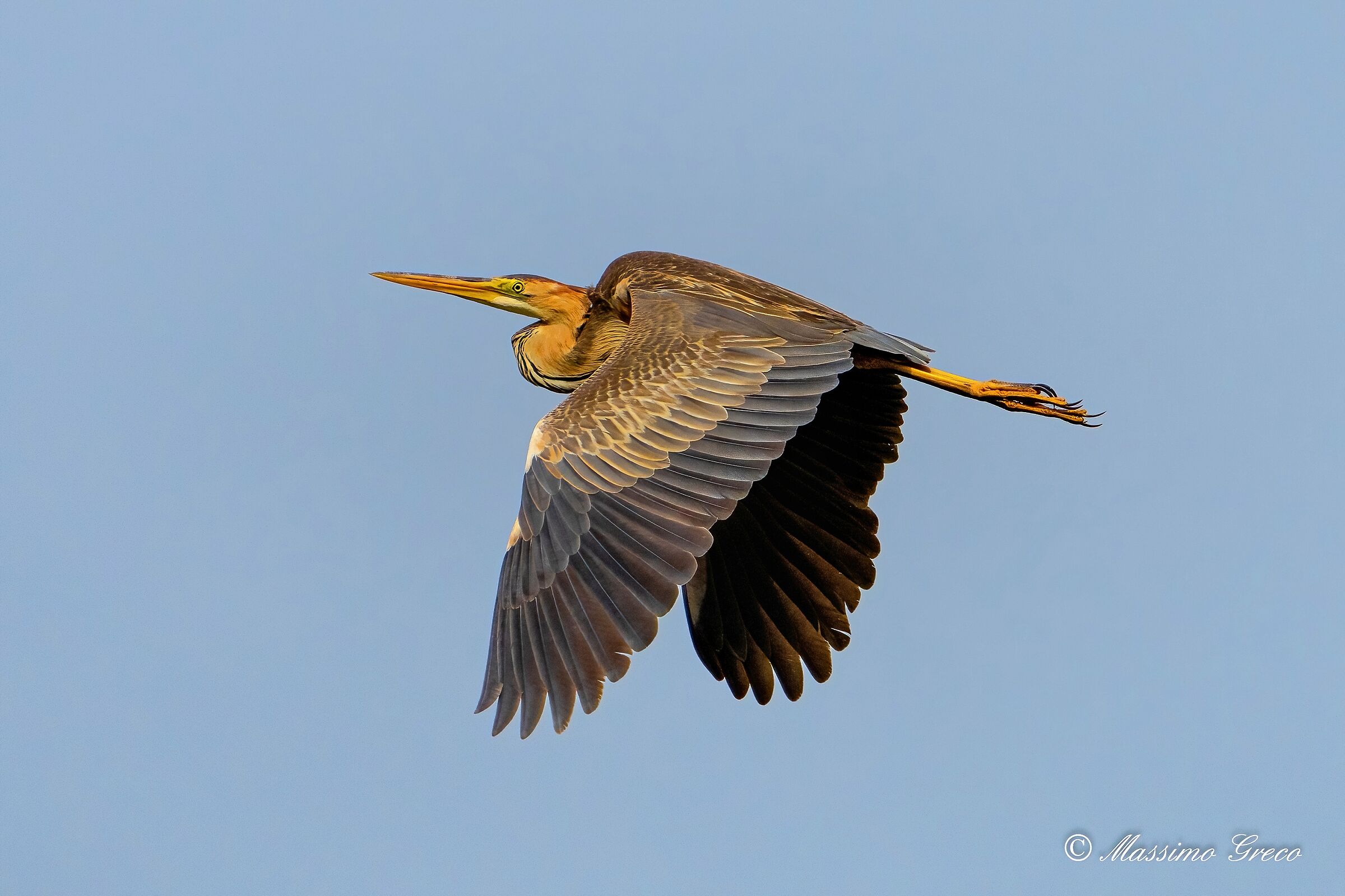 Airone rosso (Ardea purpurea)