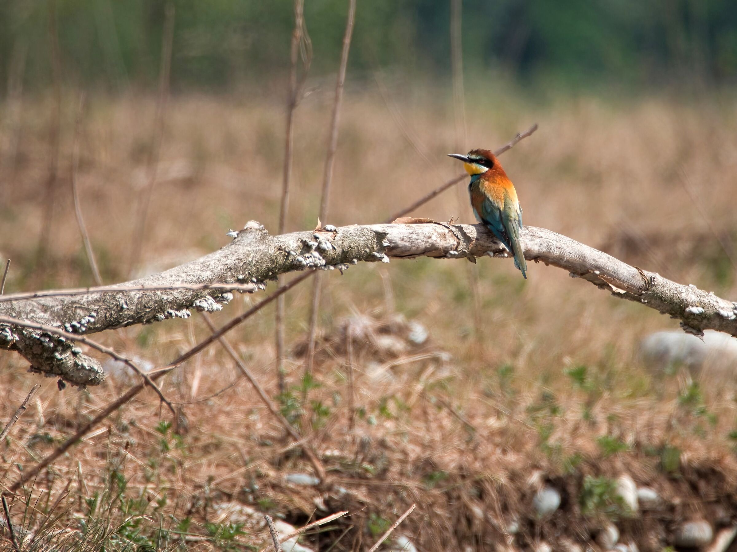Set bee-eater