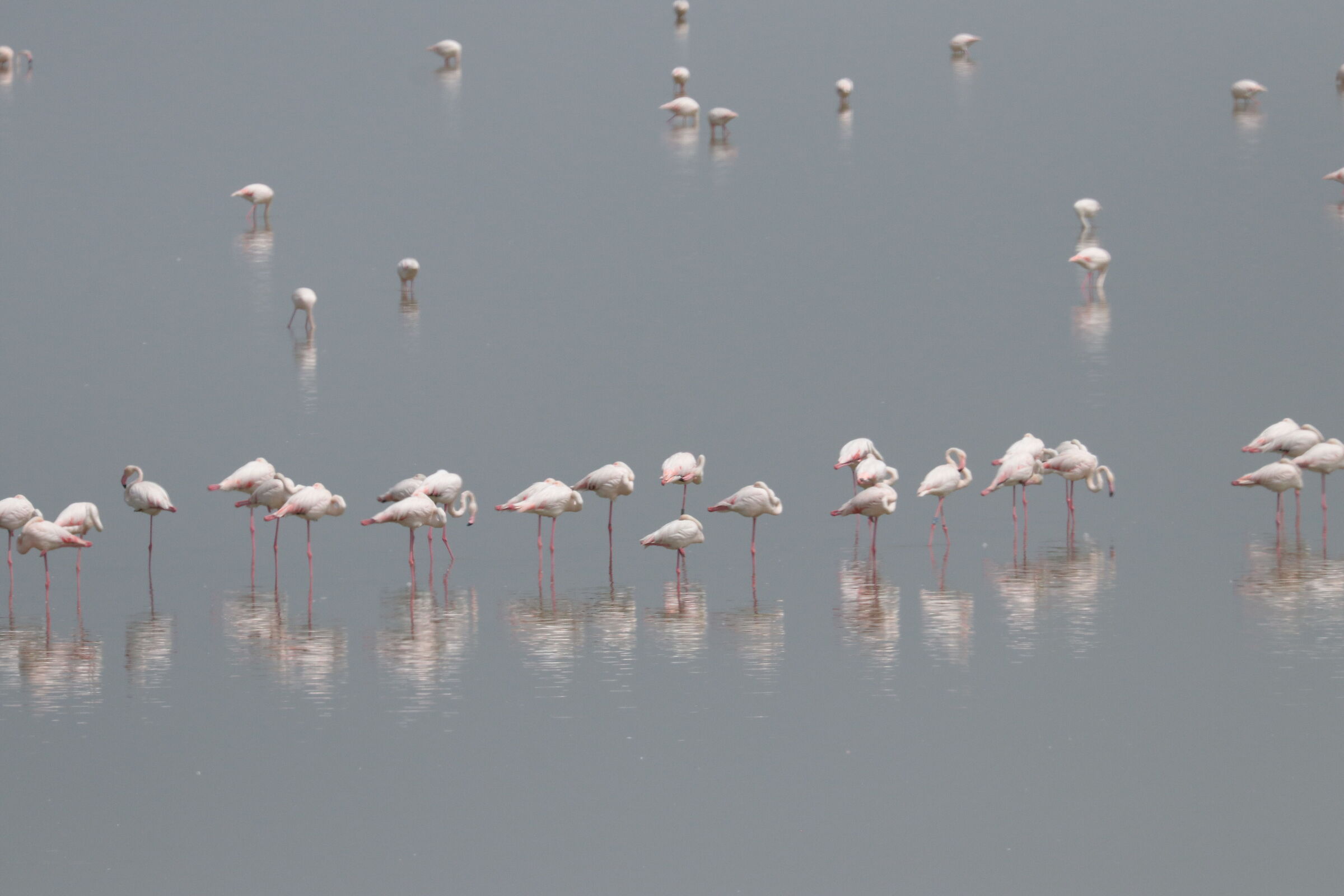 Flamingoes