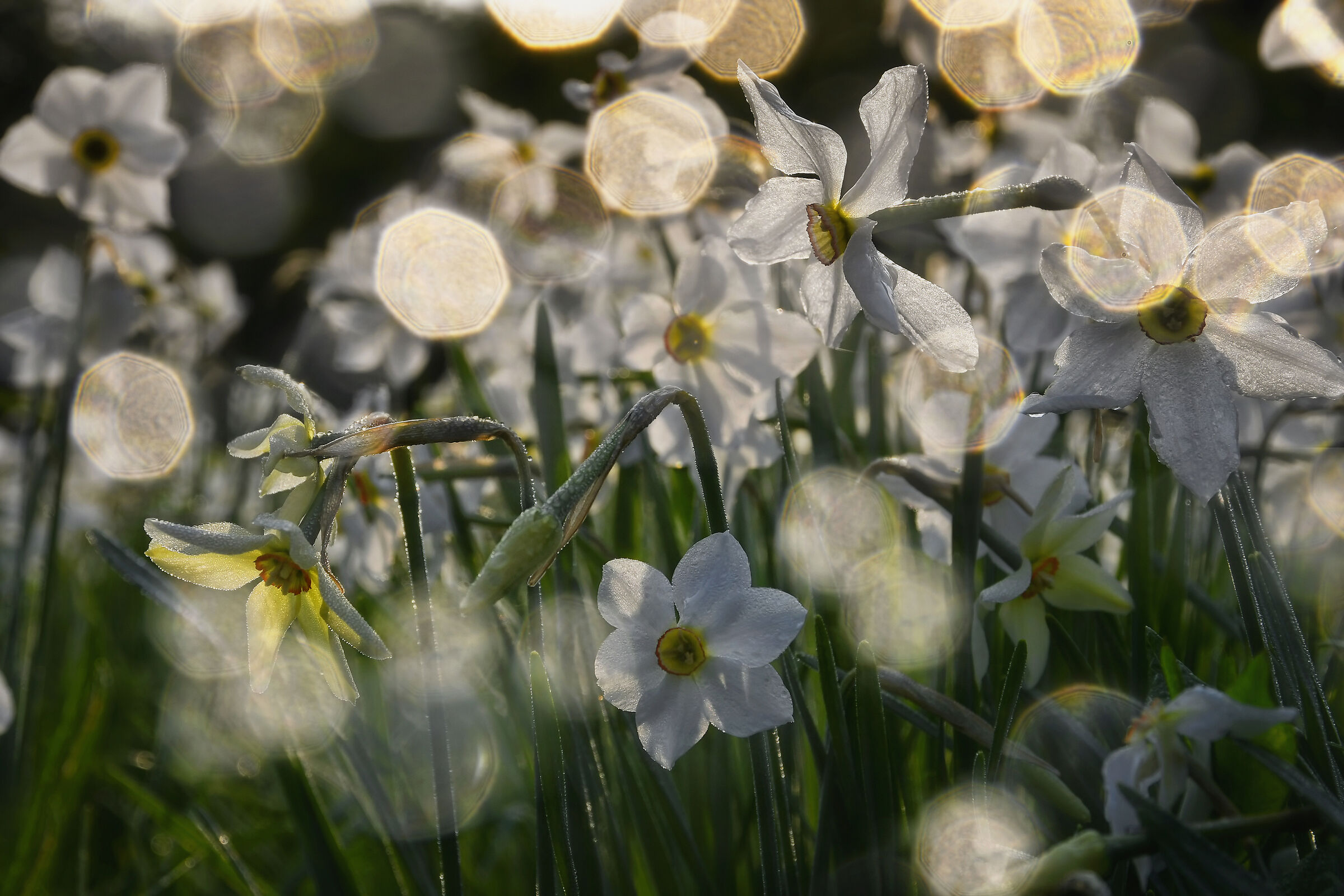 In the meadows of May