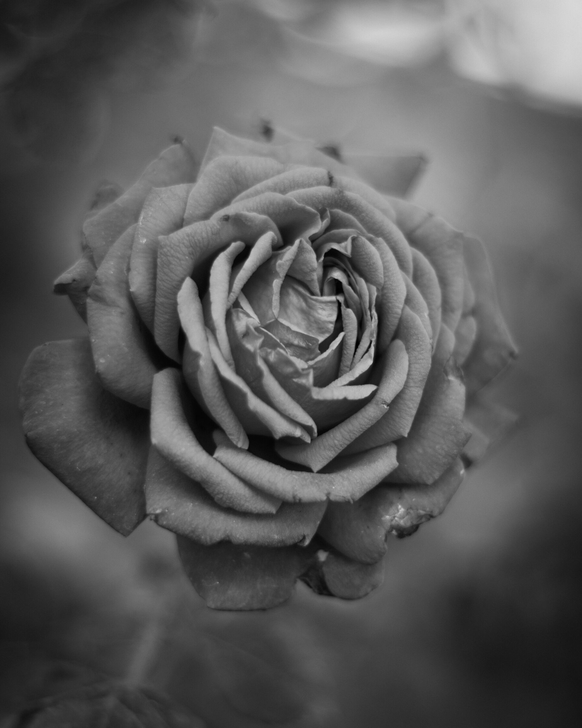 Species not available!