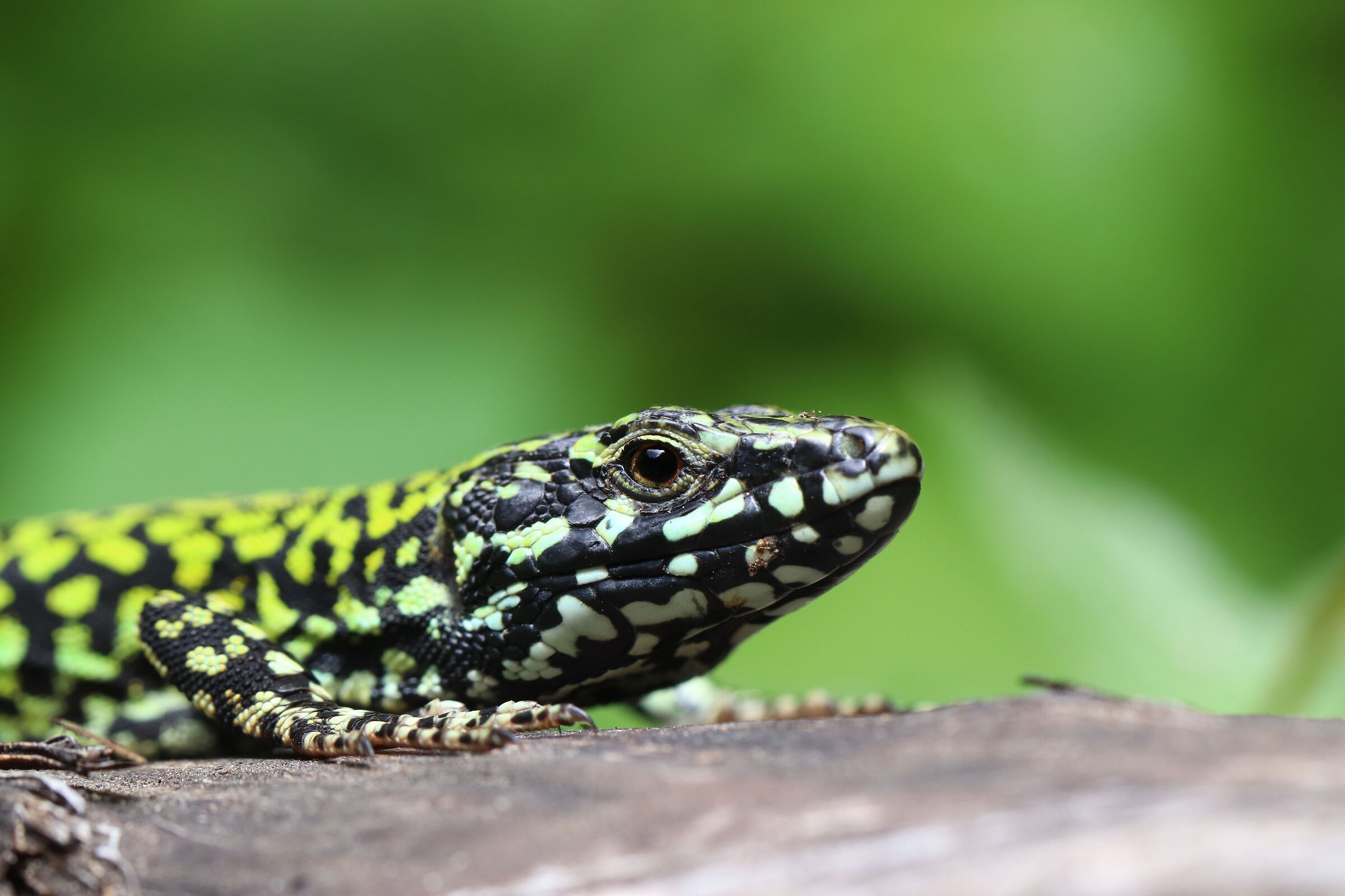Lucertola in Villa Gregoriana