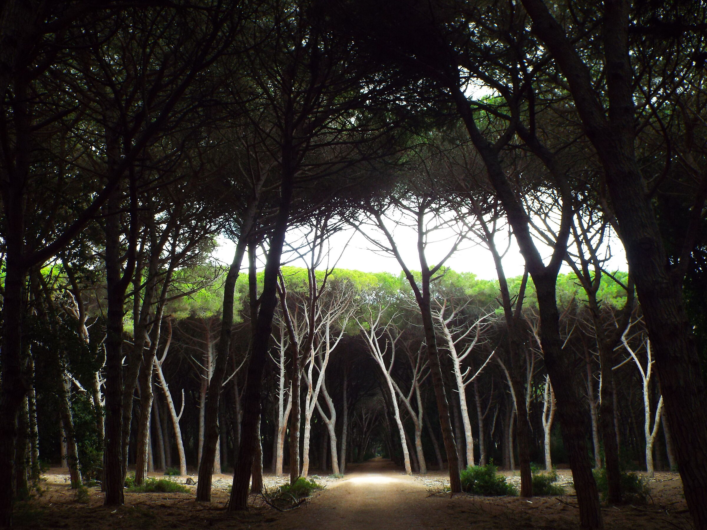 Oasi di luce nel Tombolo della Feniglia.