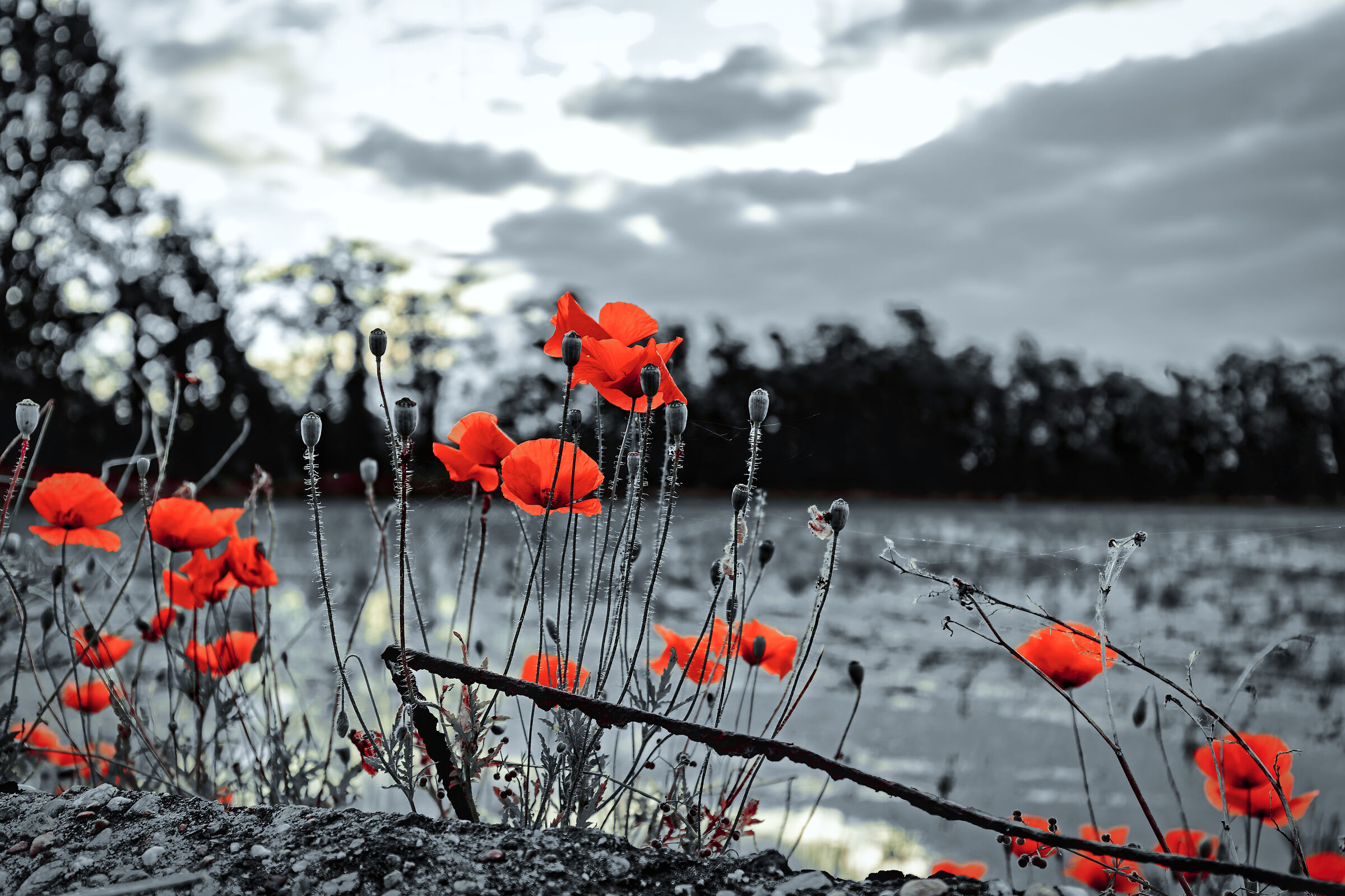 Poppies