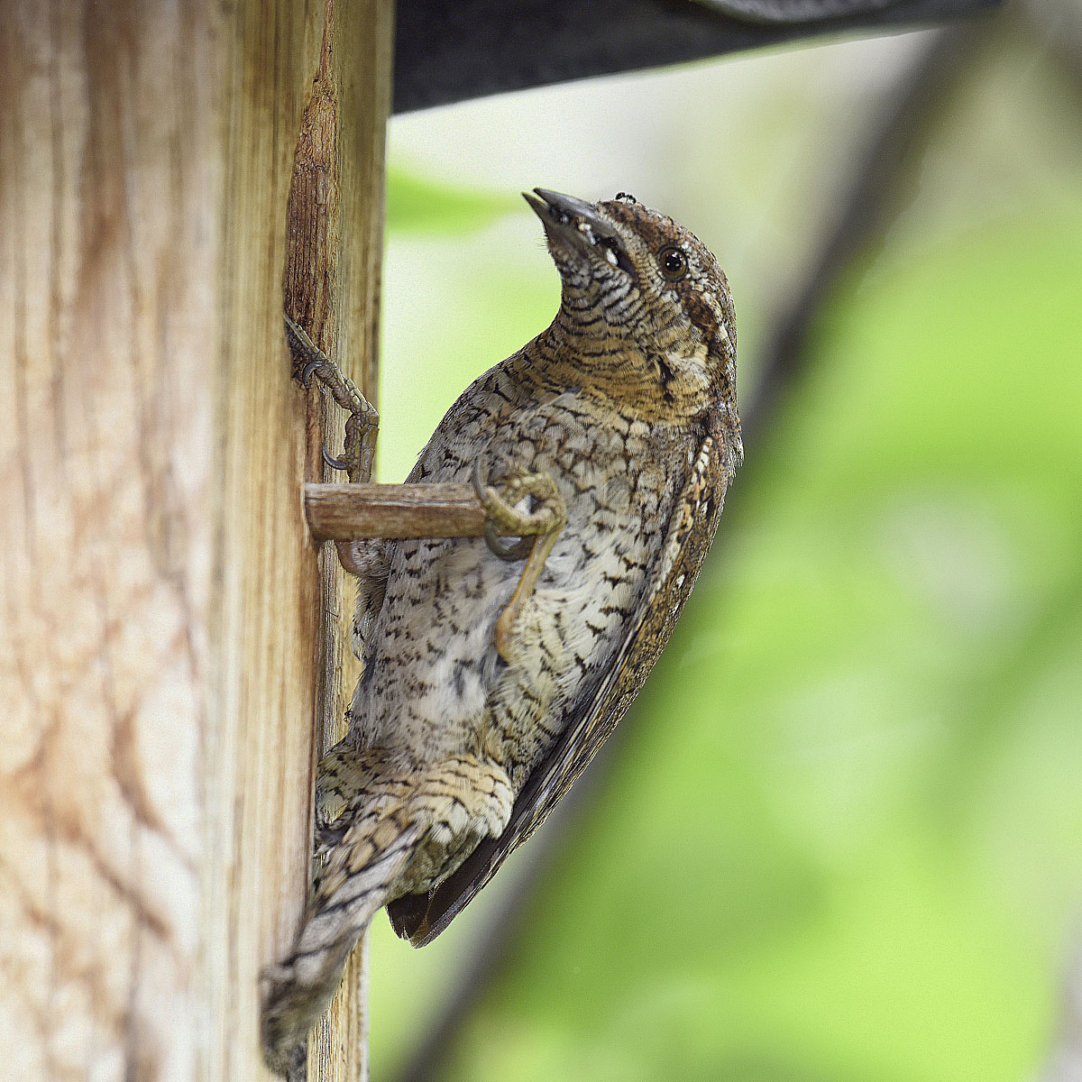 Stiff neck (Jynx torquilla)