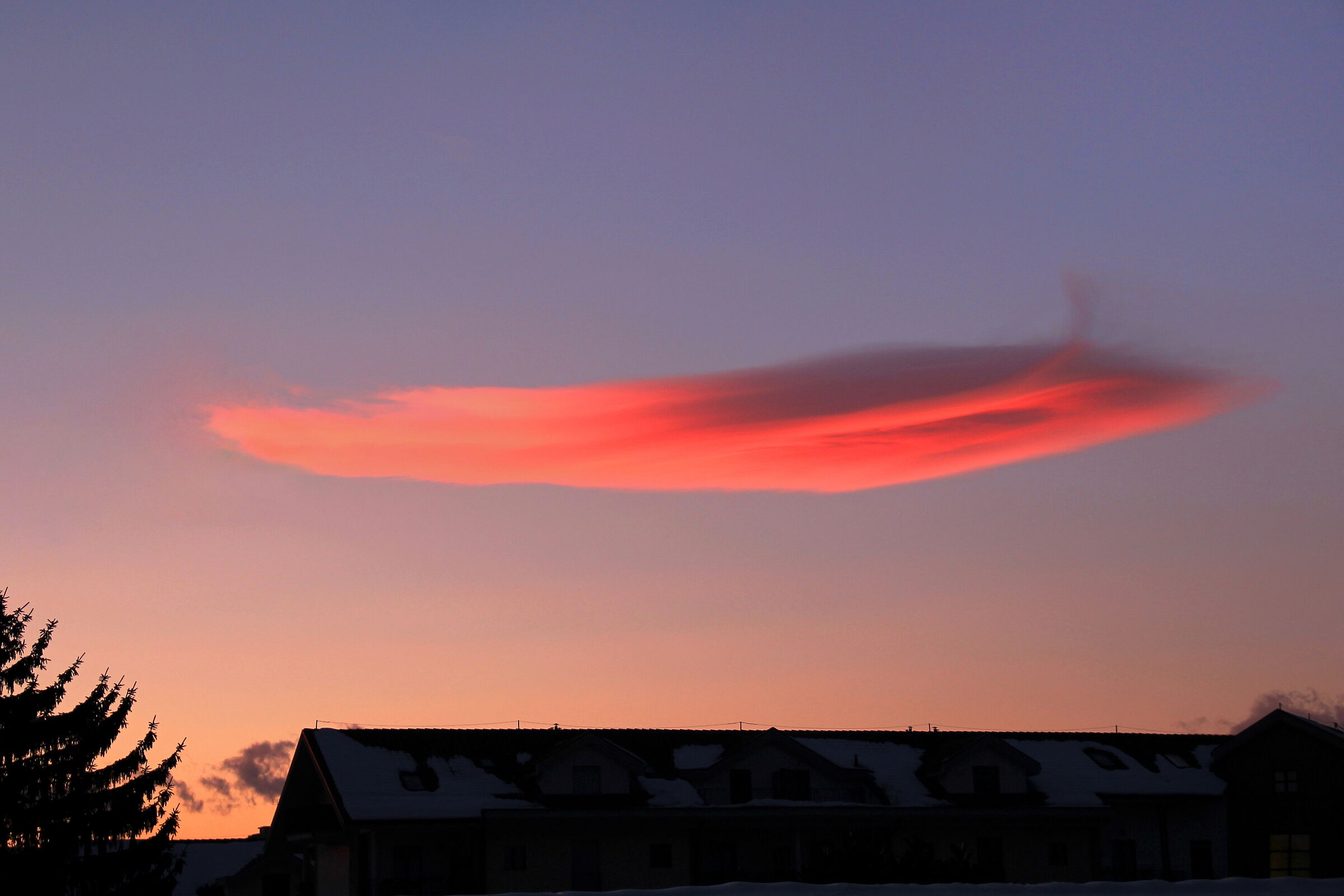 The pink whale