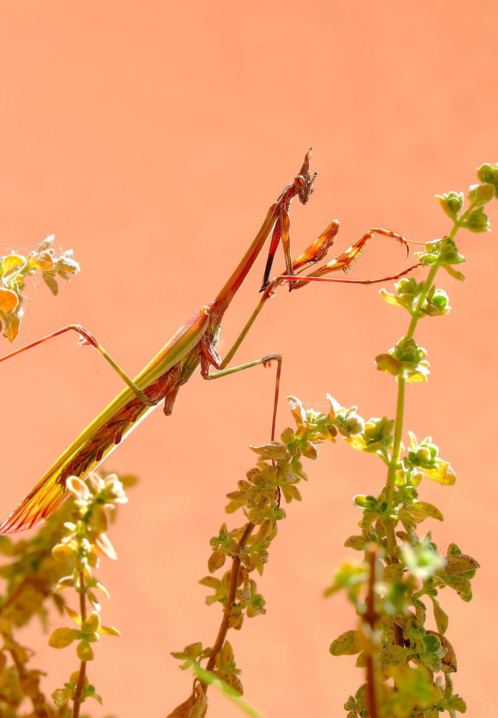 Mantide, empusa pennata