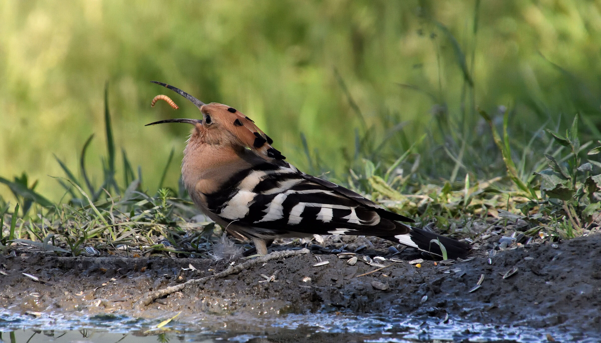 Hoopoe