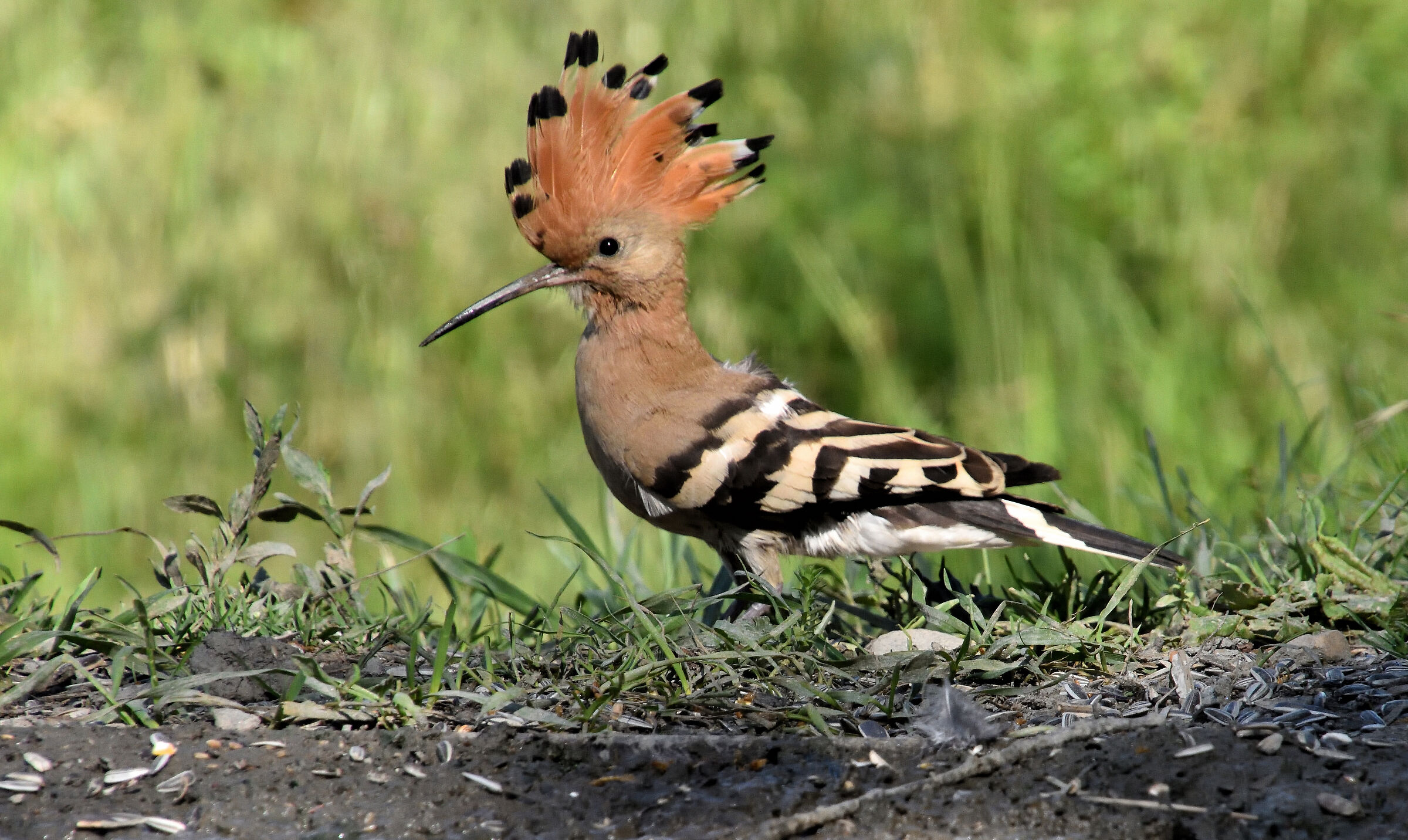 Hoopoe