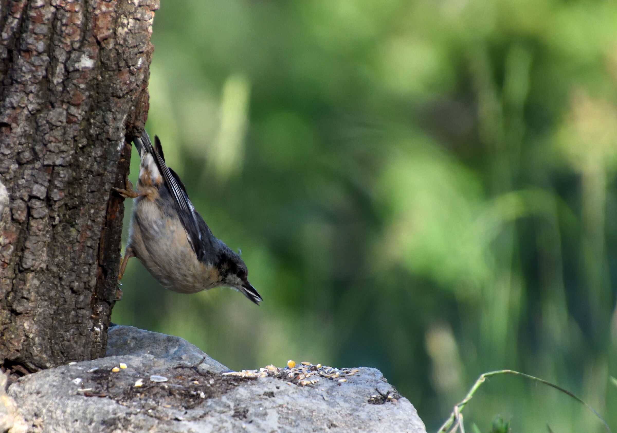 Wood nuthatch