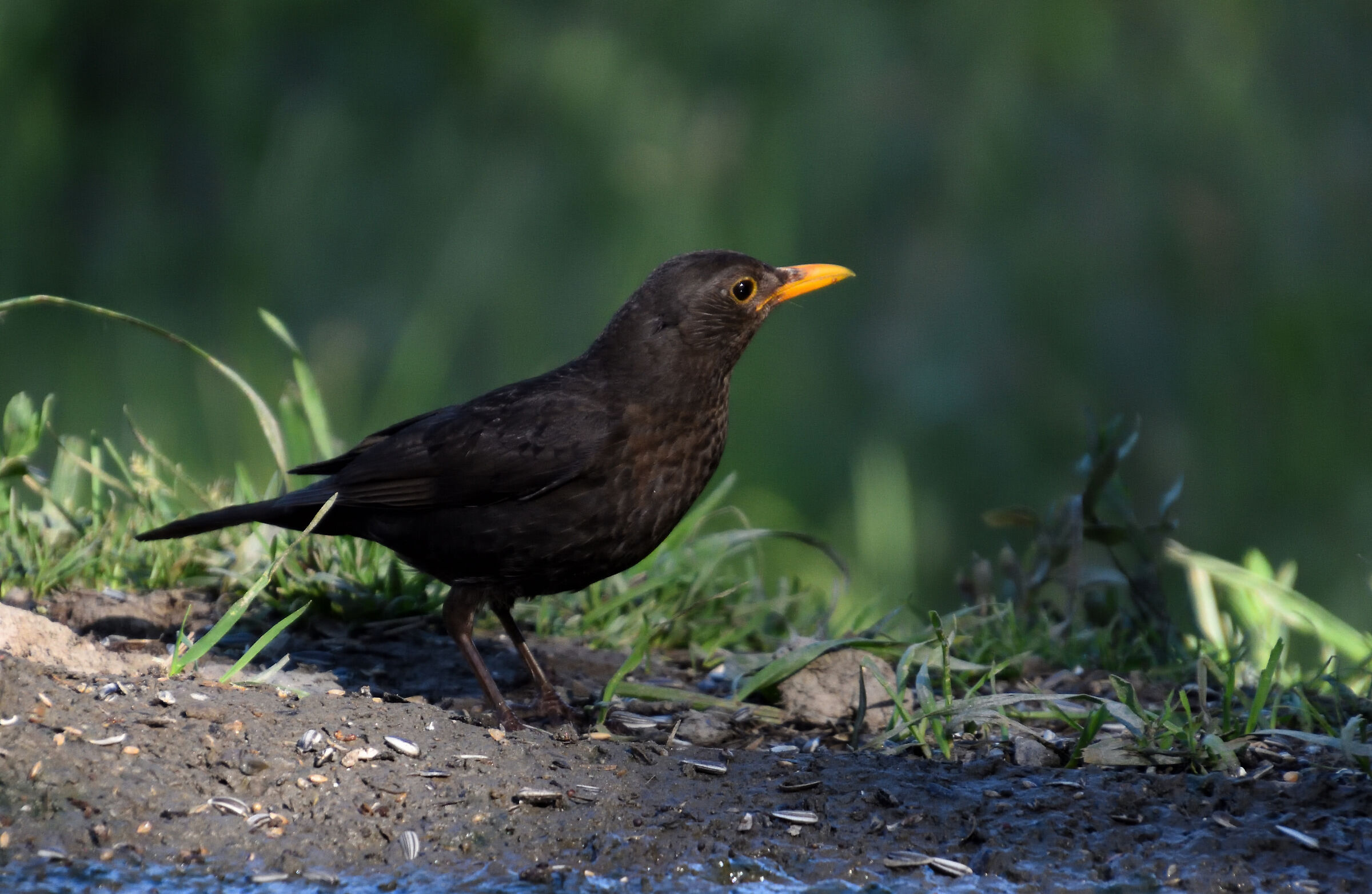 Blackbird