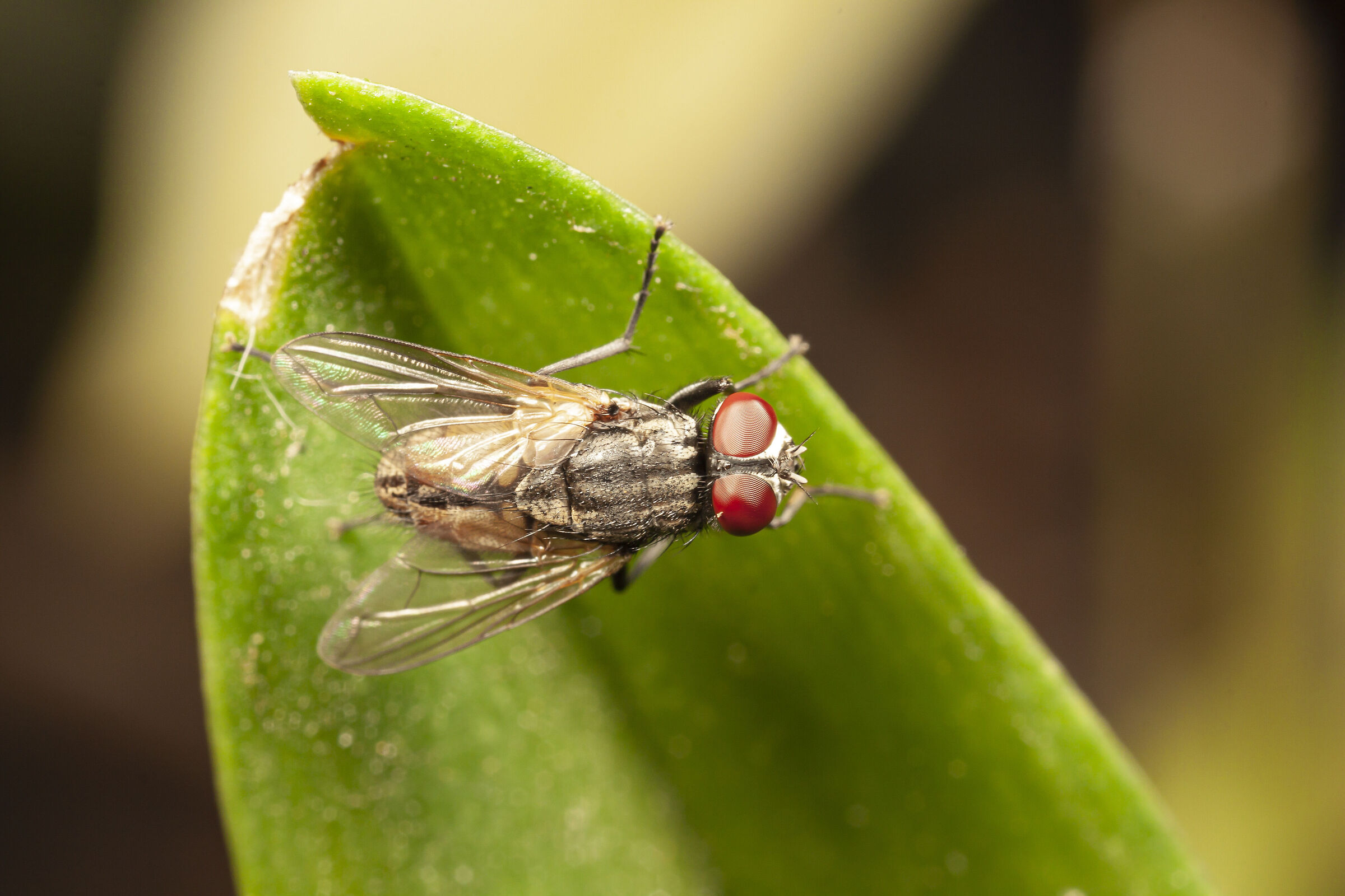 Canon 50D, obiettivo macro MPE-65, MT-24EX lite e palmare