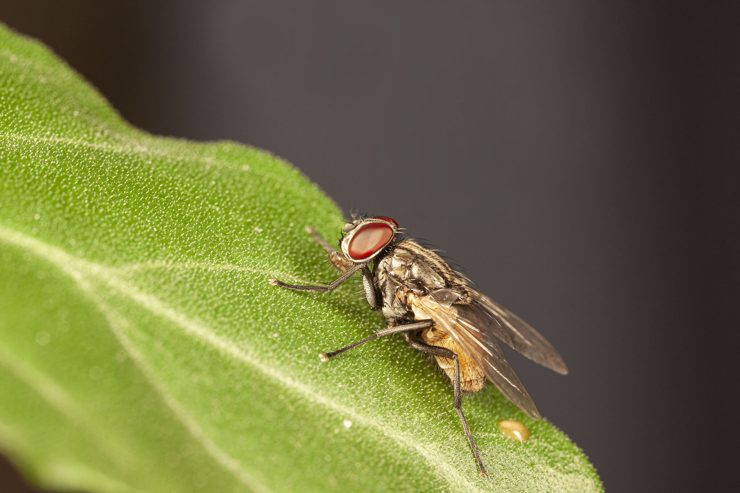 Canon 50D, obiettivo macro MPE-65, MT-24EX lite e palmare