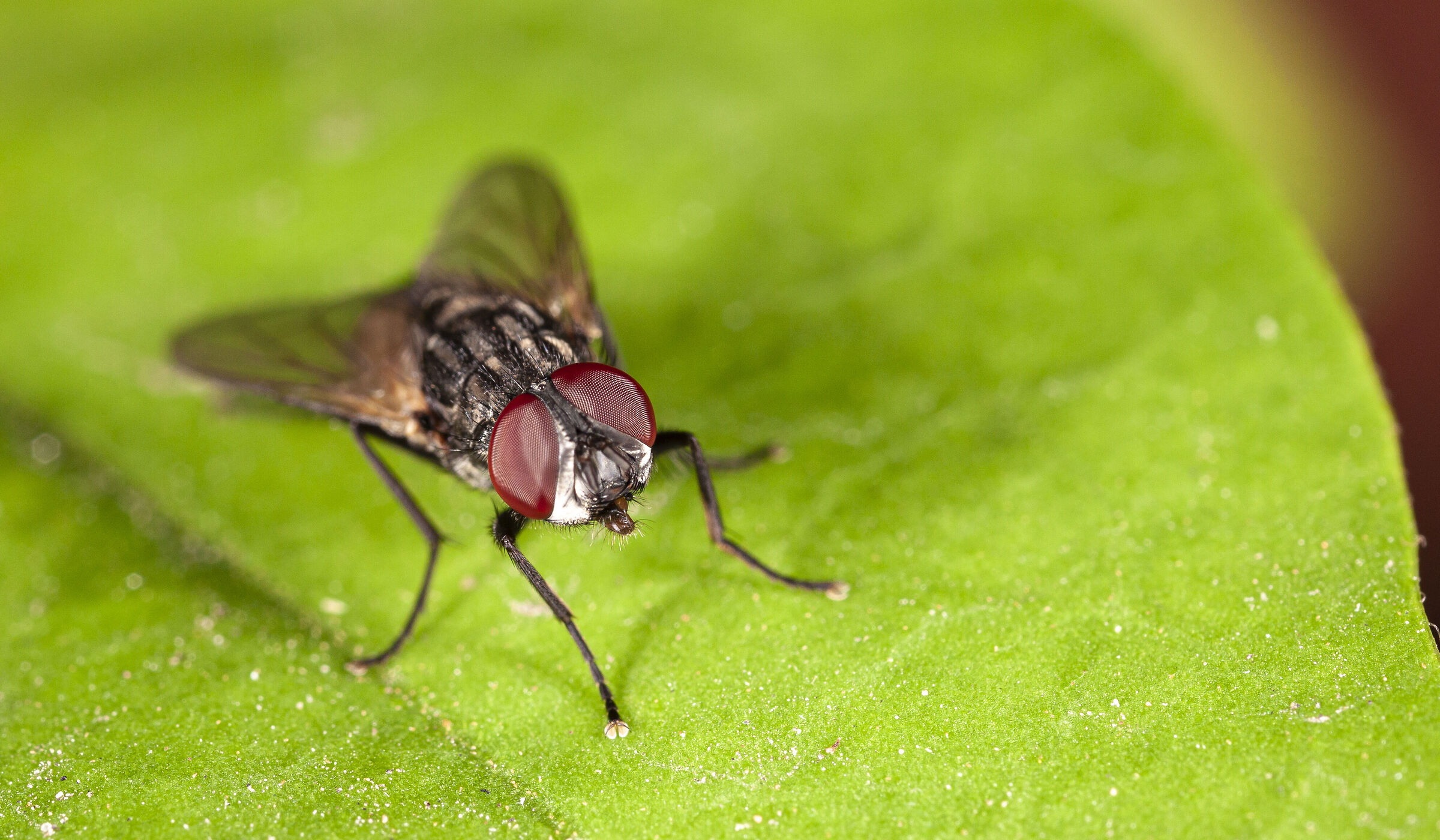 Canon 50D, obiettivo macro MPE-65, MT-24EX lite e palmare