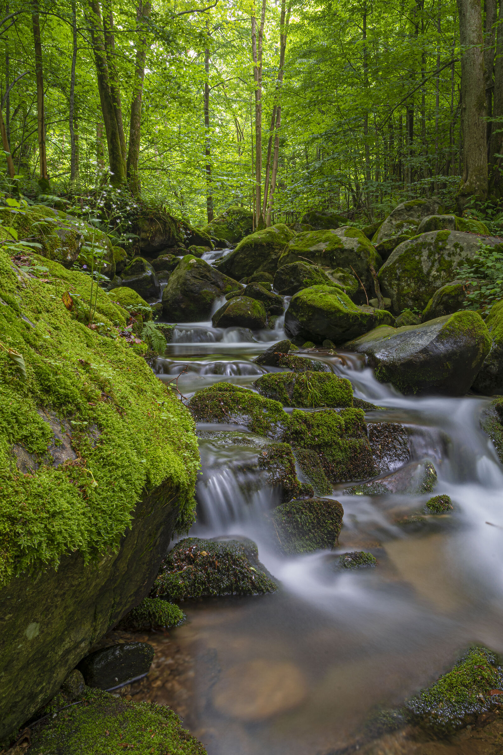 Il profumo del muschio...
