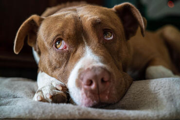 AmericanPitBullTerrier