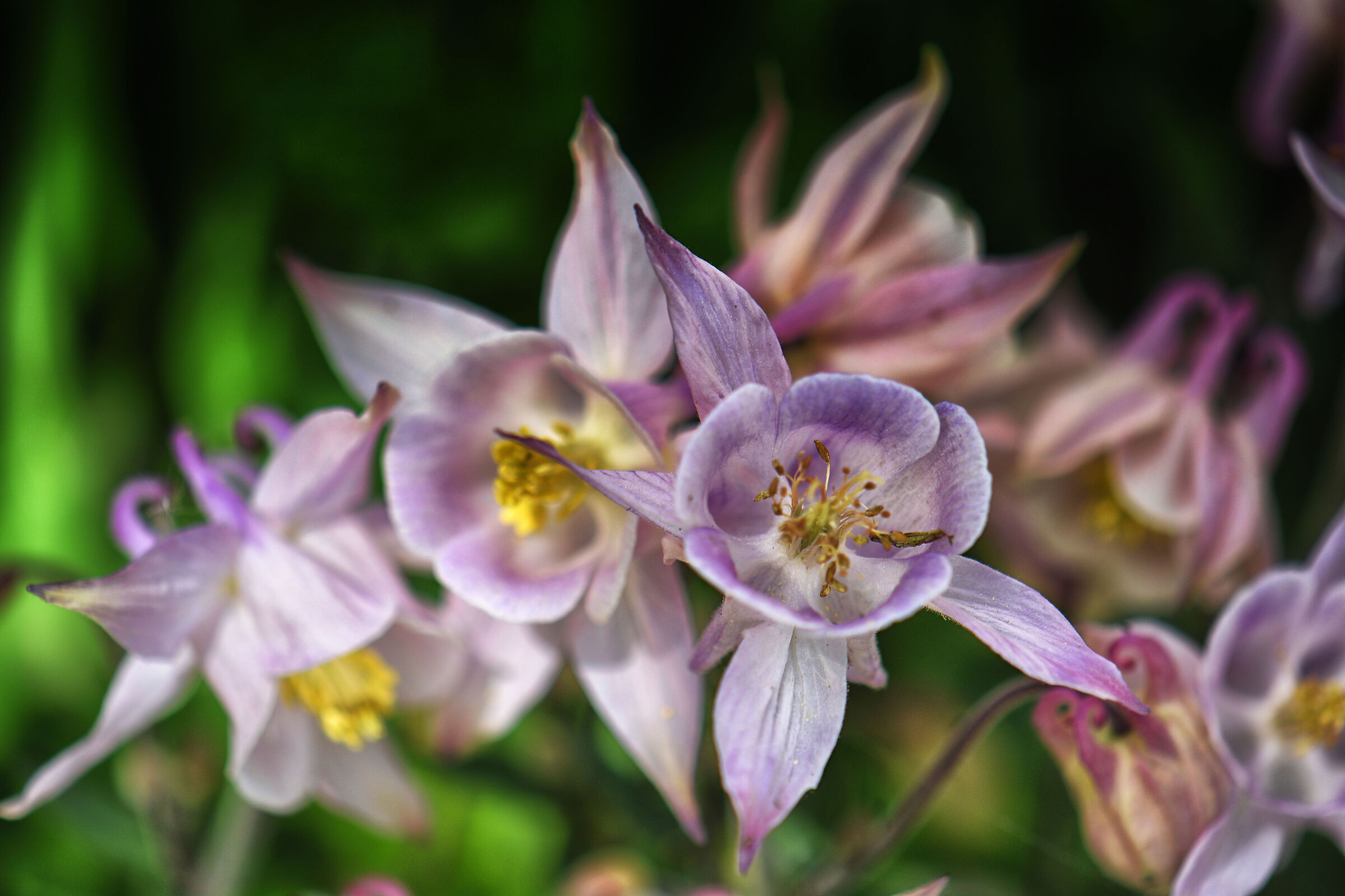 Columbine