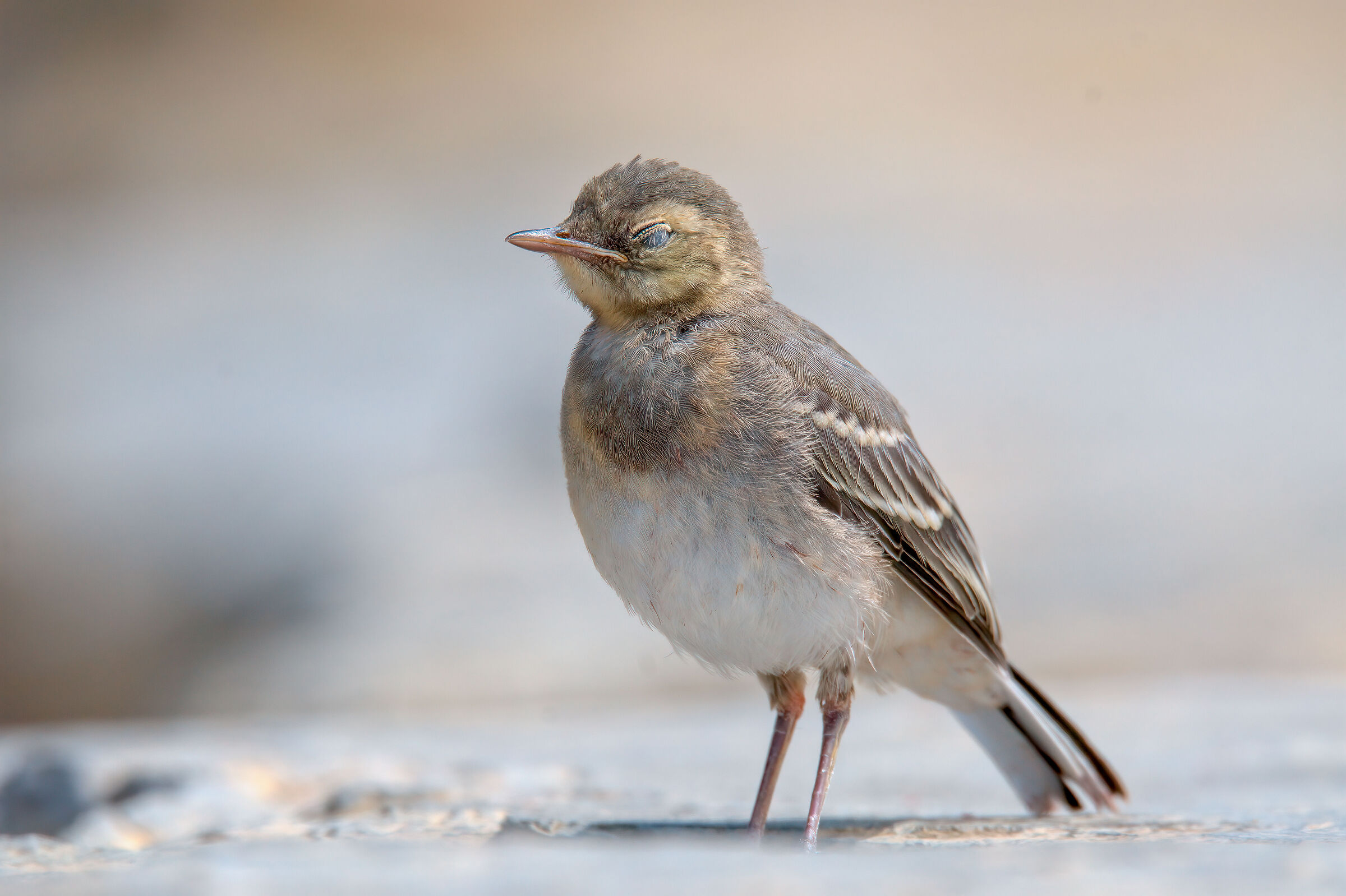 Ballerina bianca (pullo)
