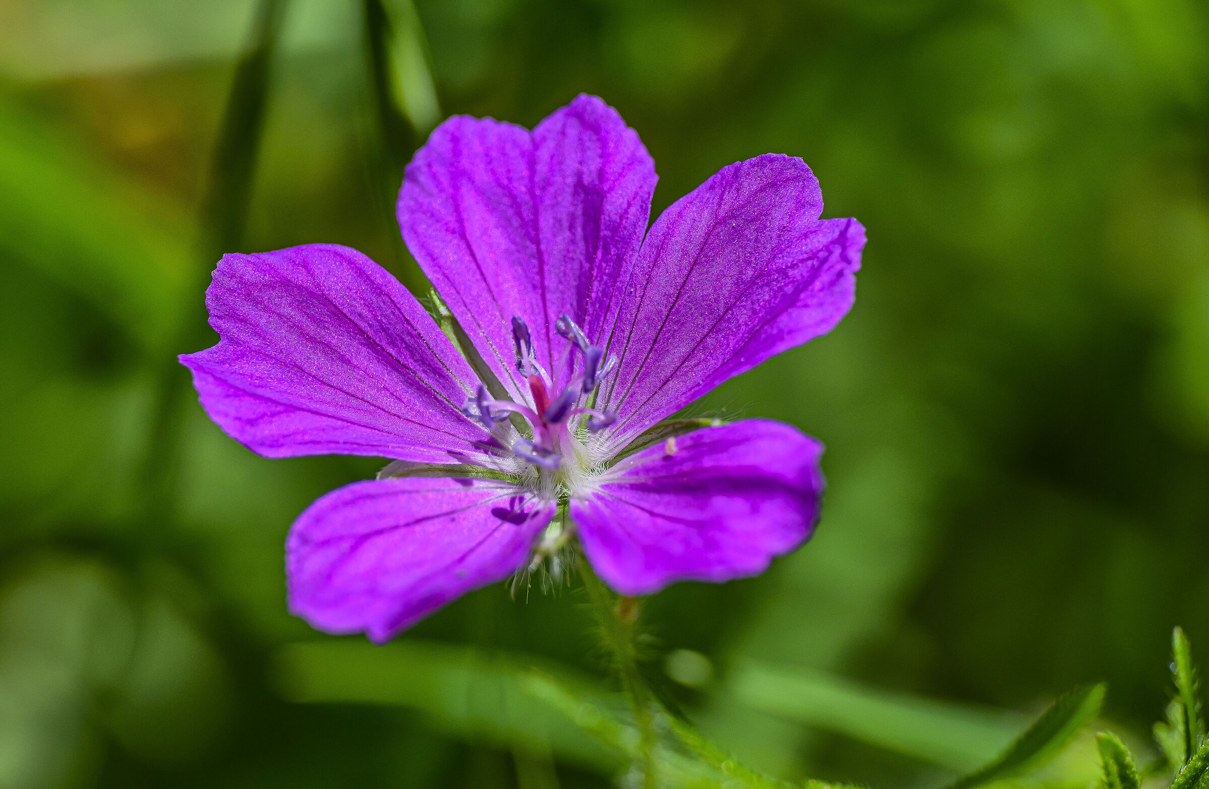 Geranium palustre