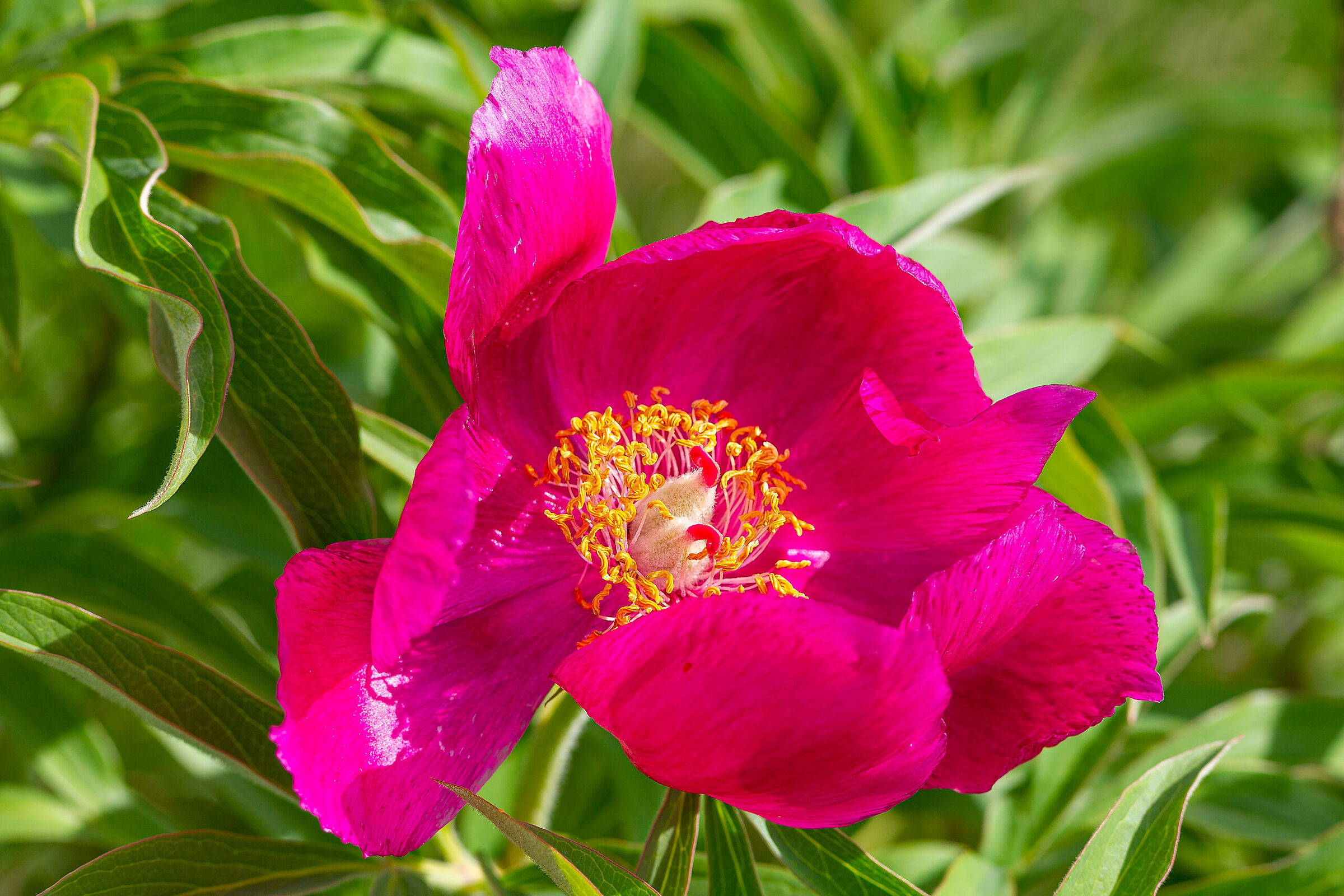 PEONY - Castelluccio 30.05.2022