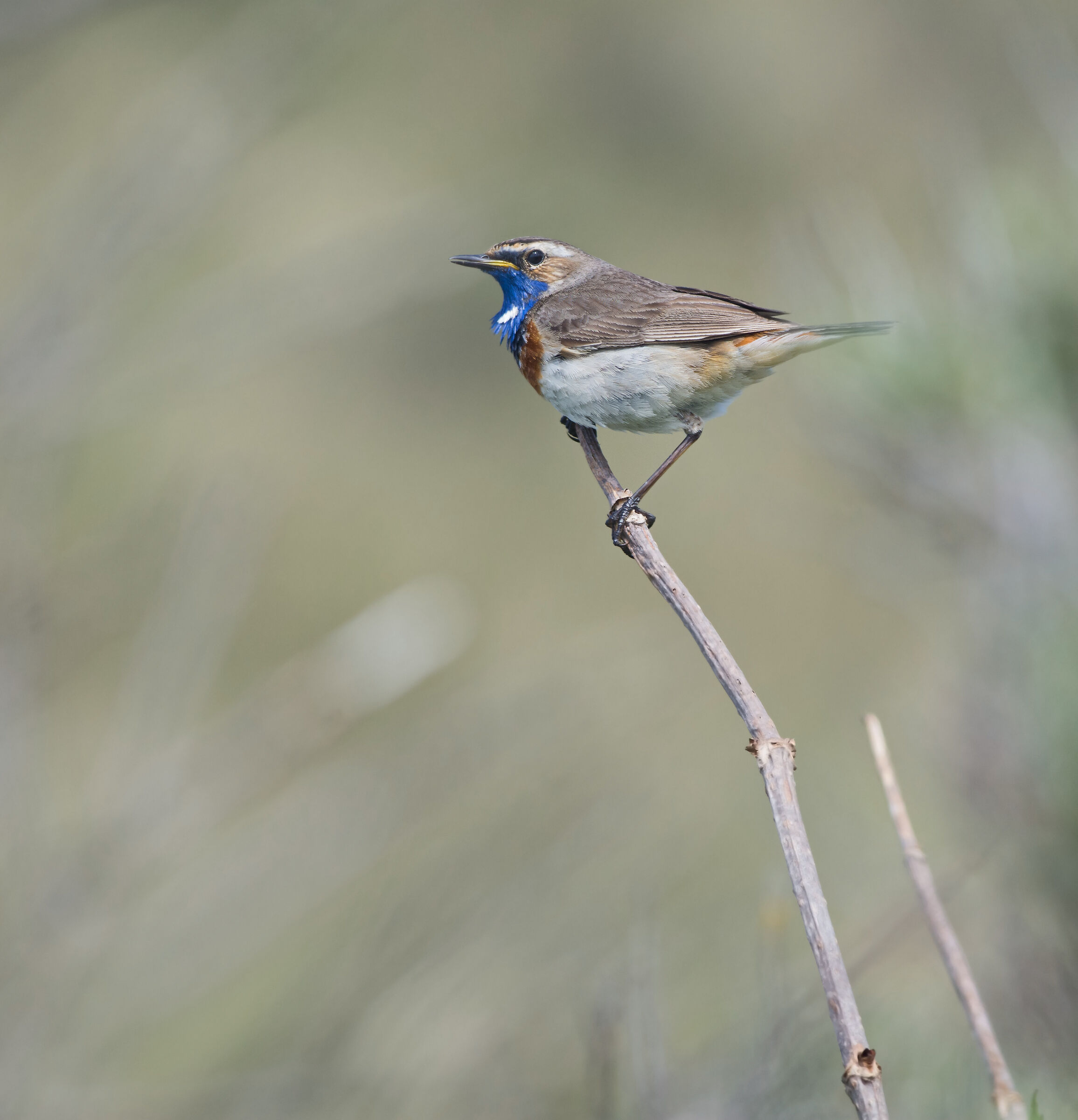 Bluethroat