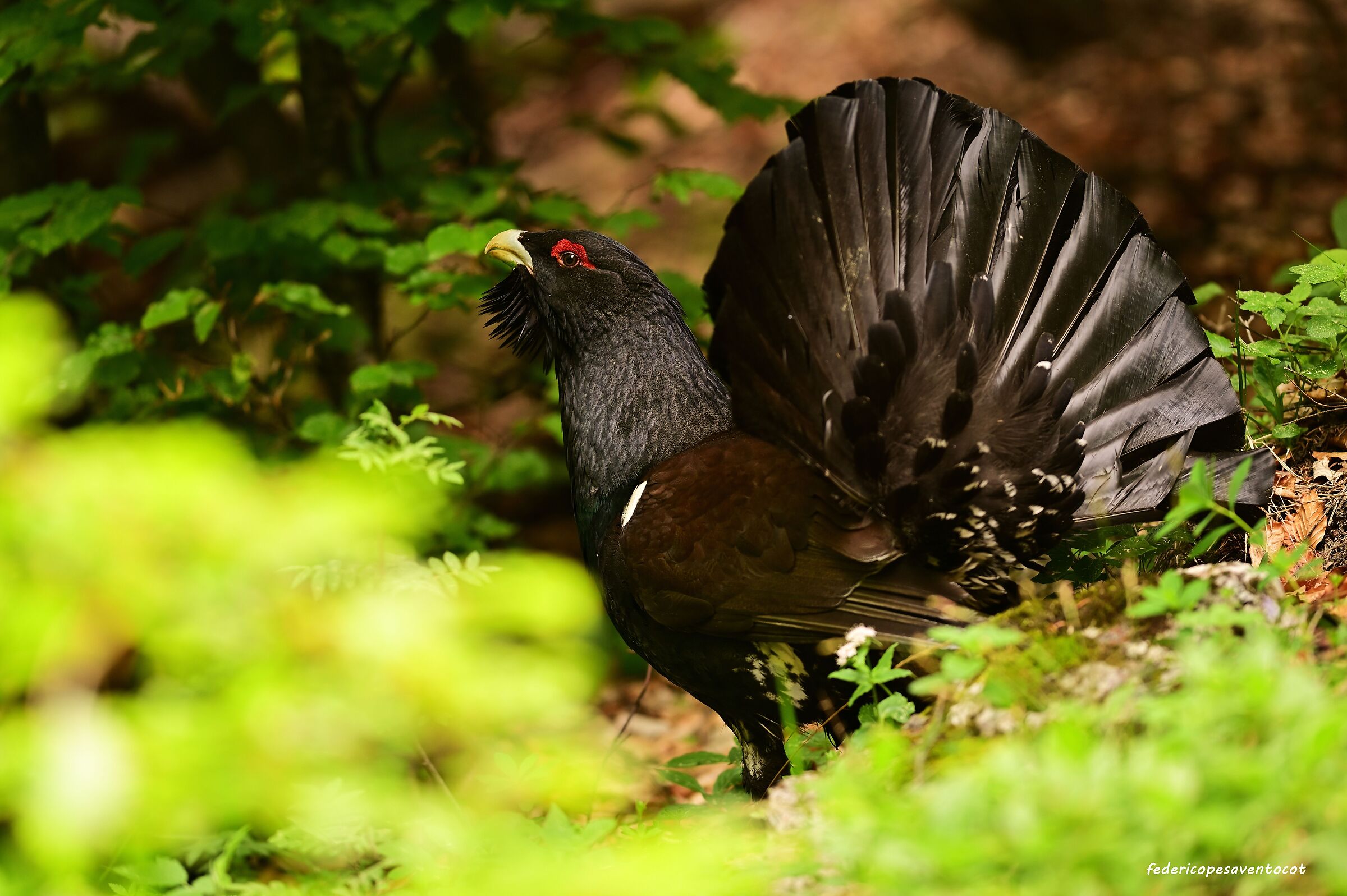 Gallo cedrone