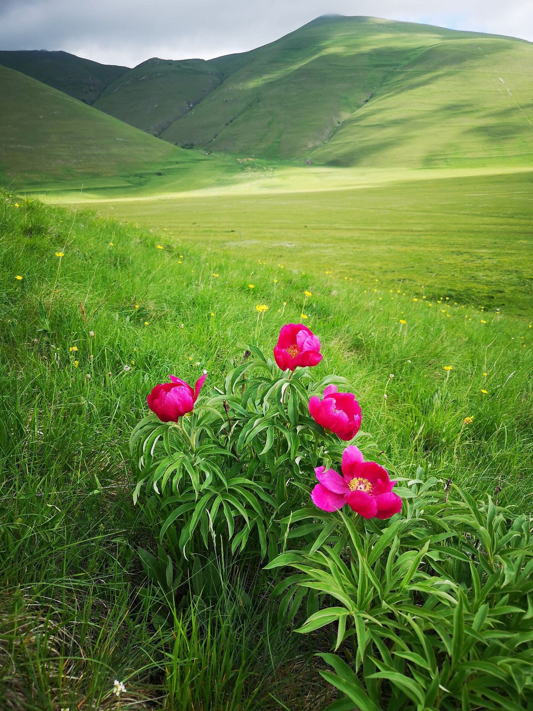 PEONY 2 - Castelluccio 30.05.2022