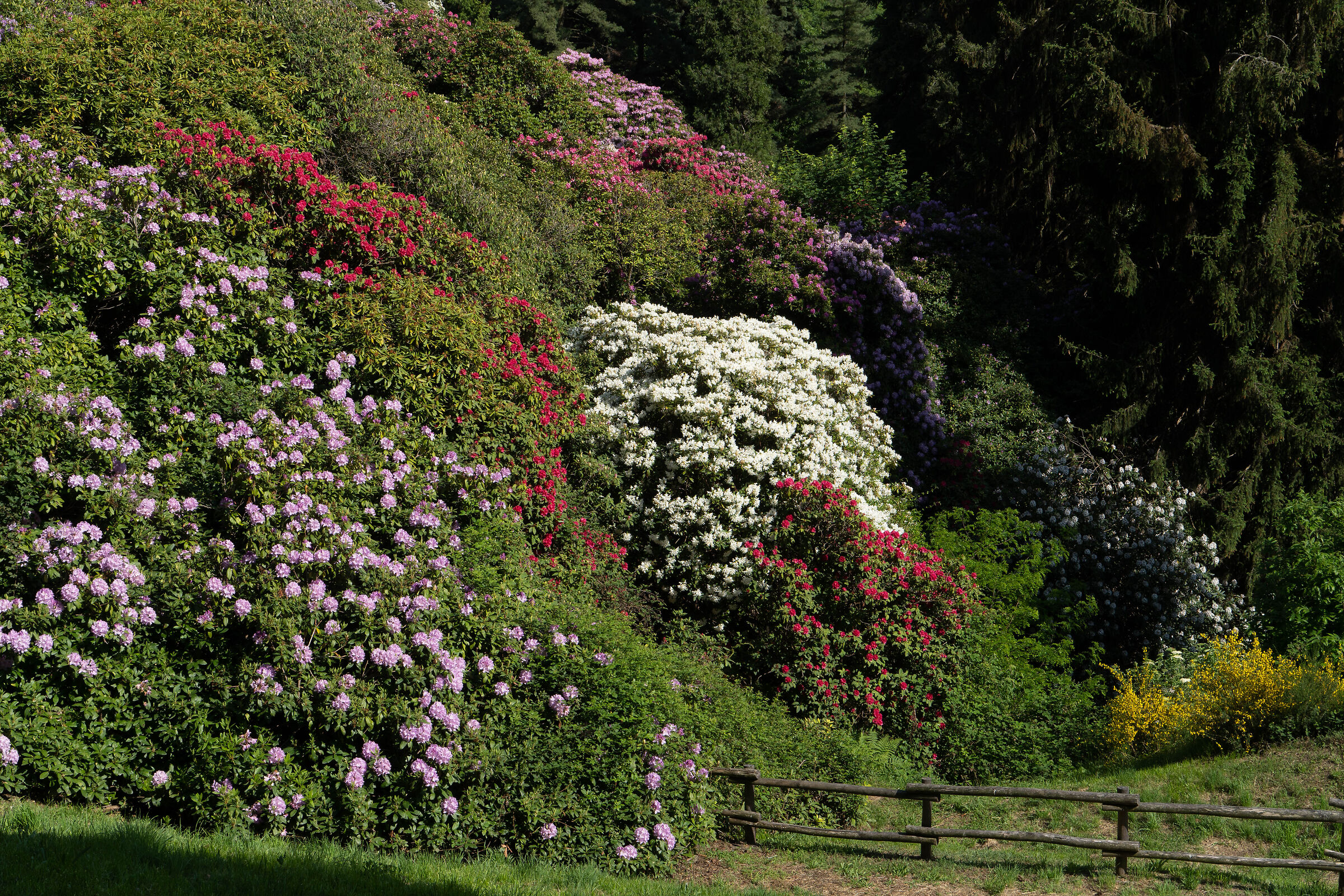 Rhododendrons