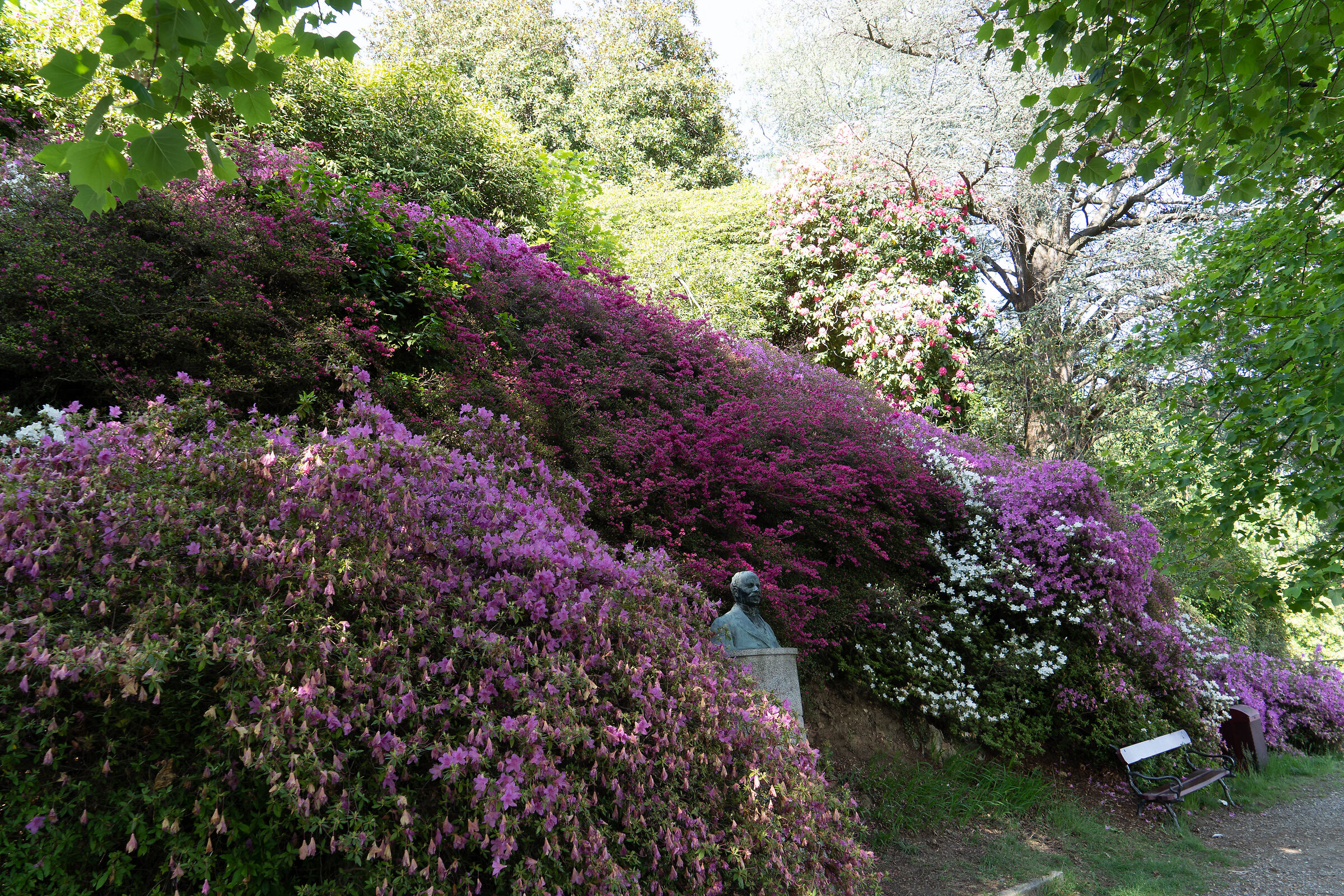 Rhododendrons