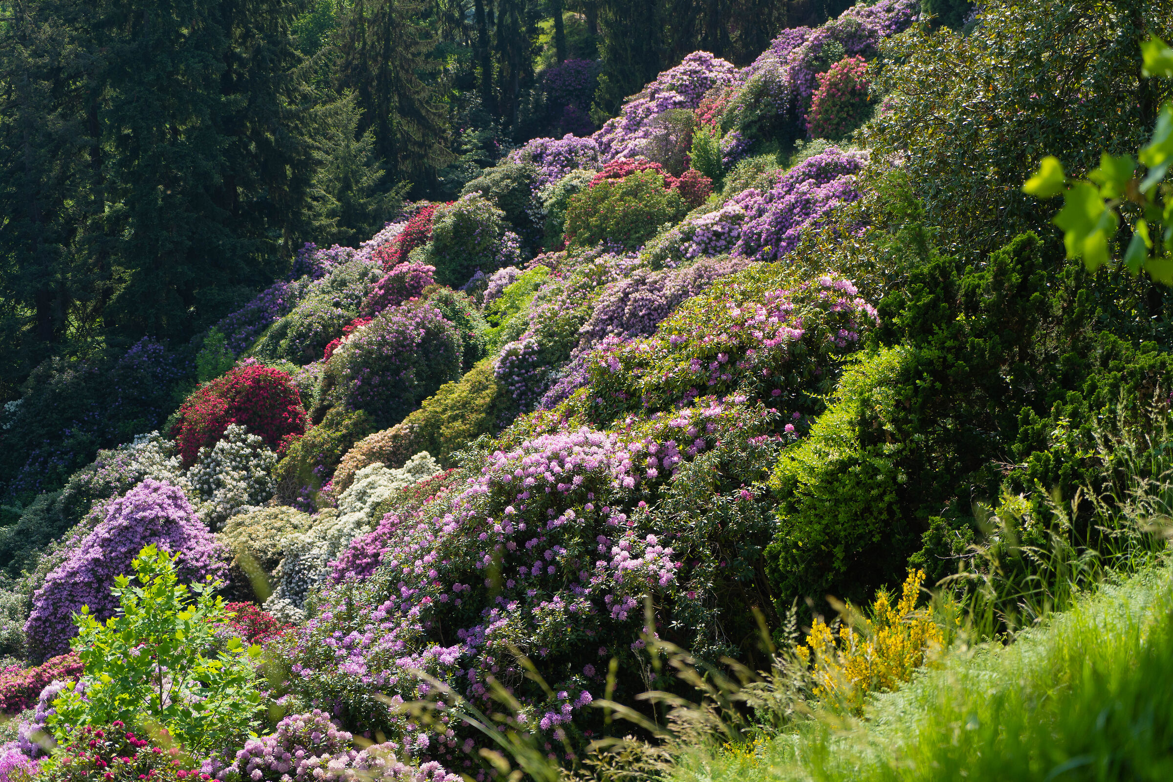 Rhododendrons
