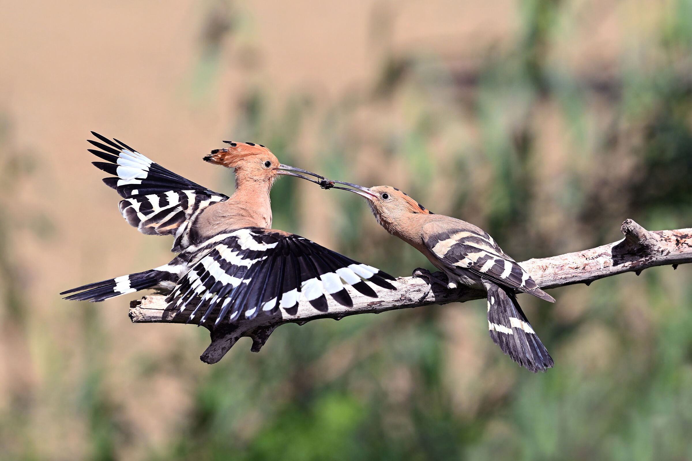 Stories of feathers 5 (Hoopoe)