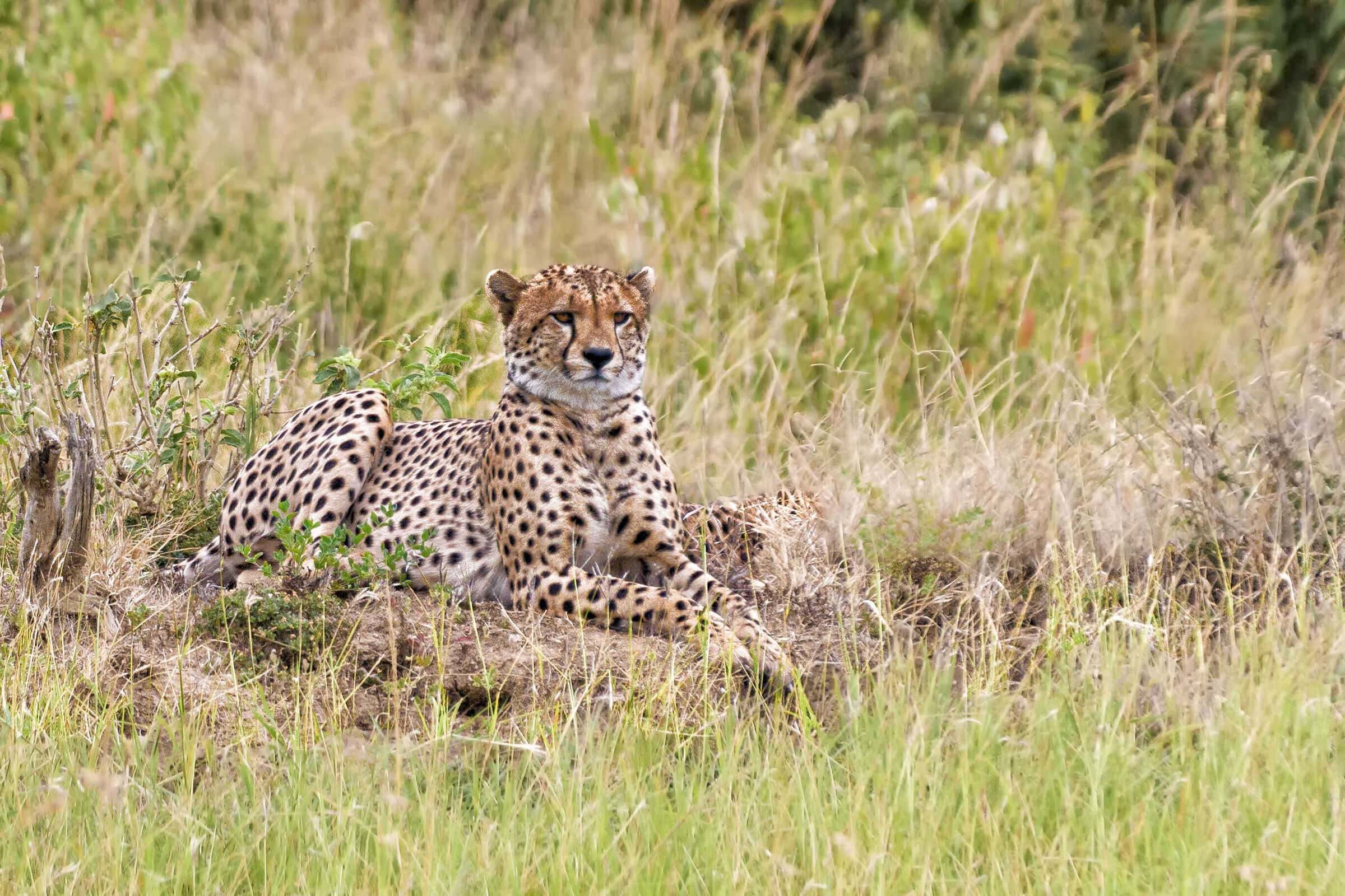 Cheetah in watchful waiting