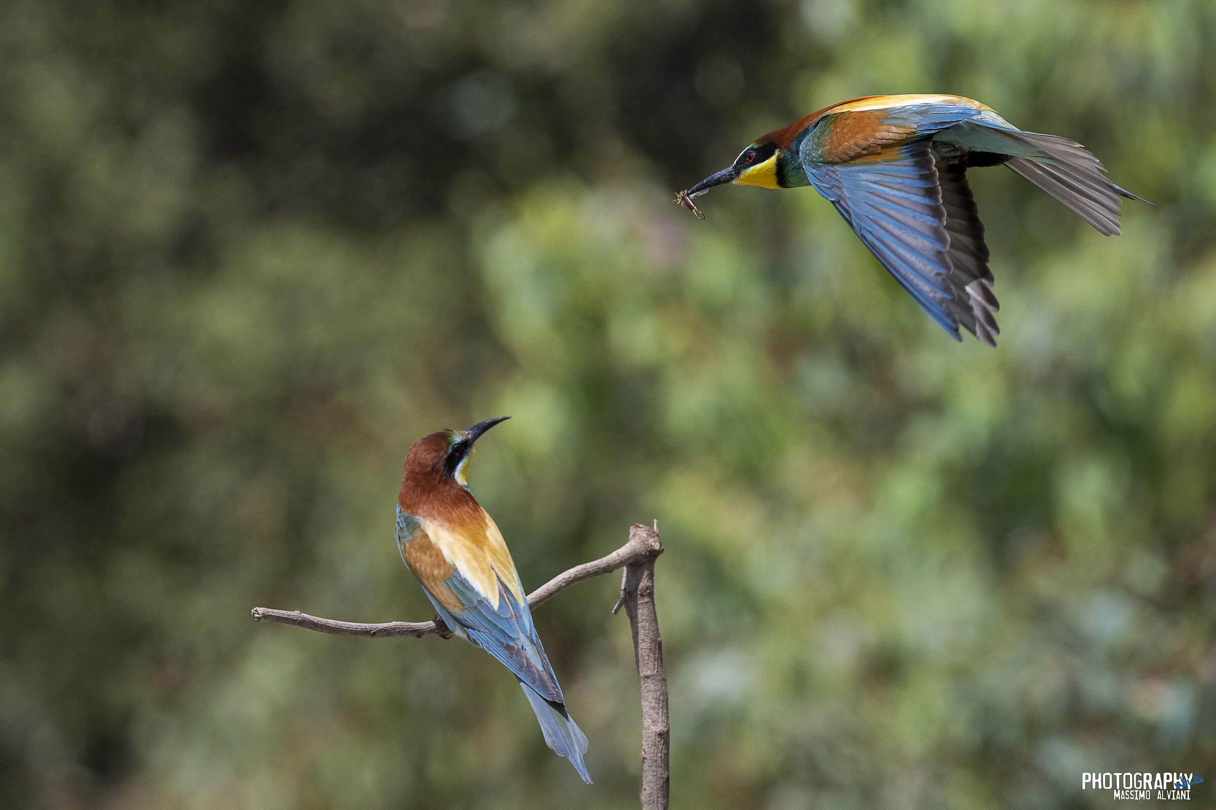 Pappa..................