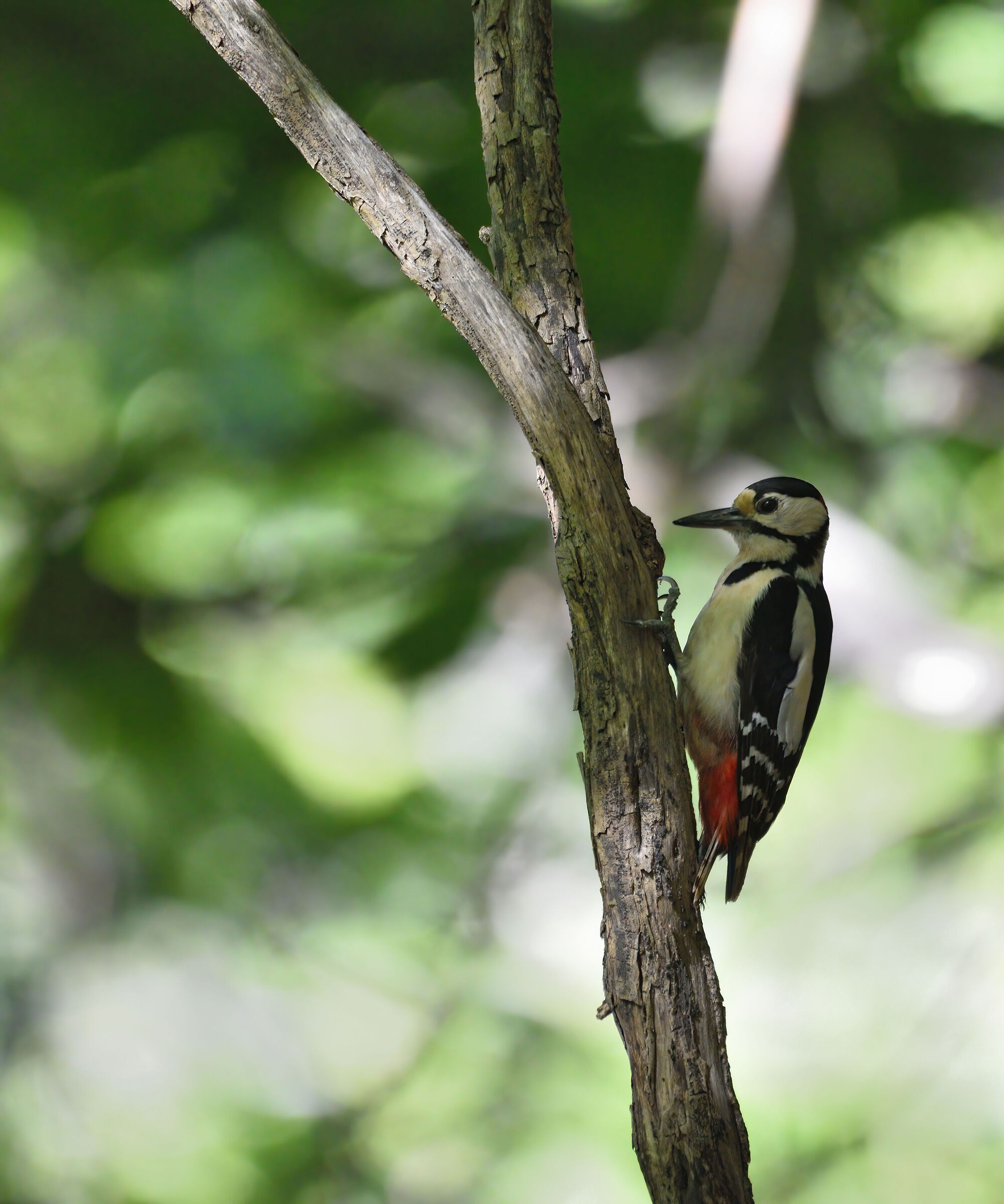 picchio comune rosso