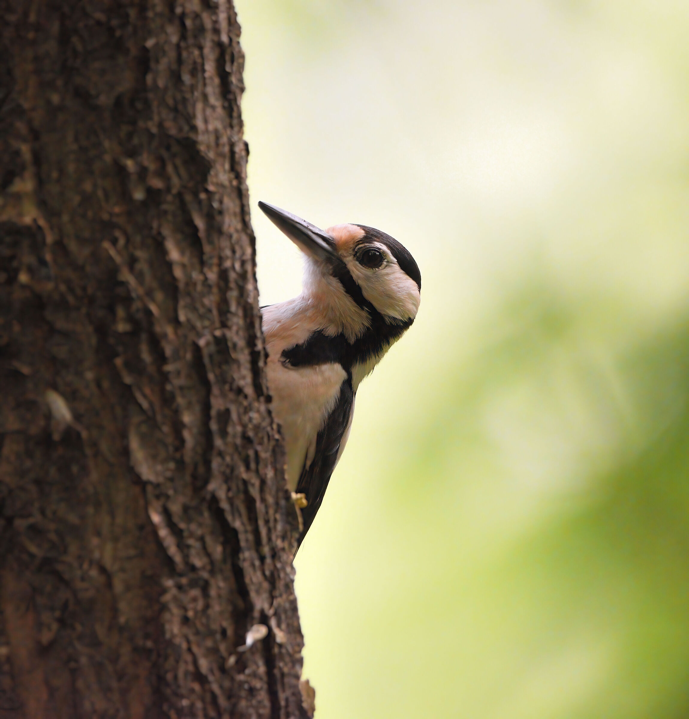 picchio comune rosso