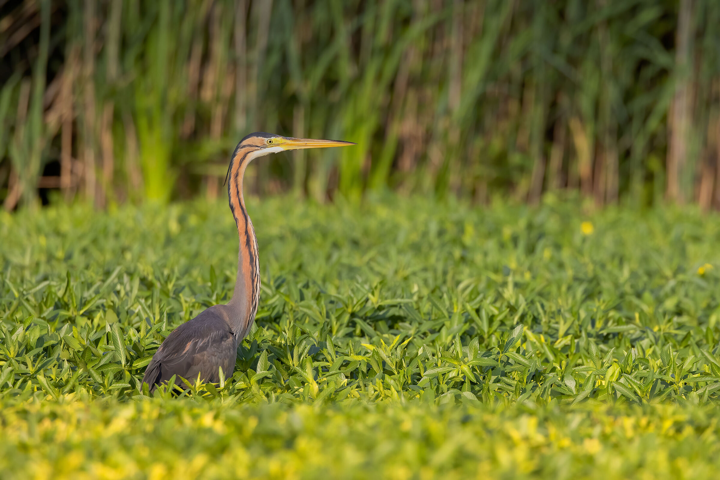 Incontri nel Parco del Mincio (mn)