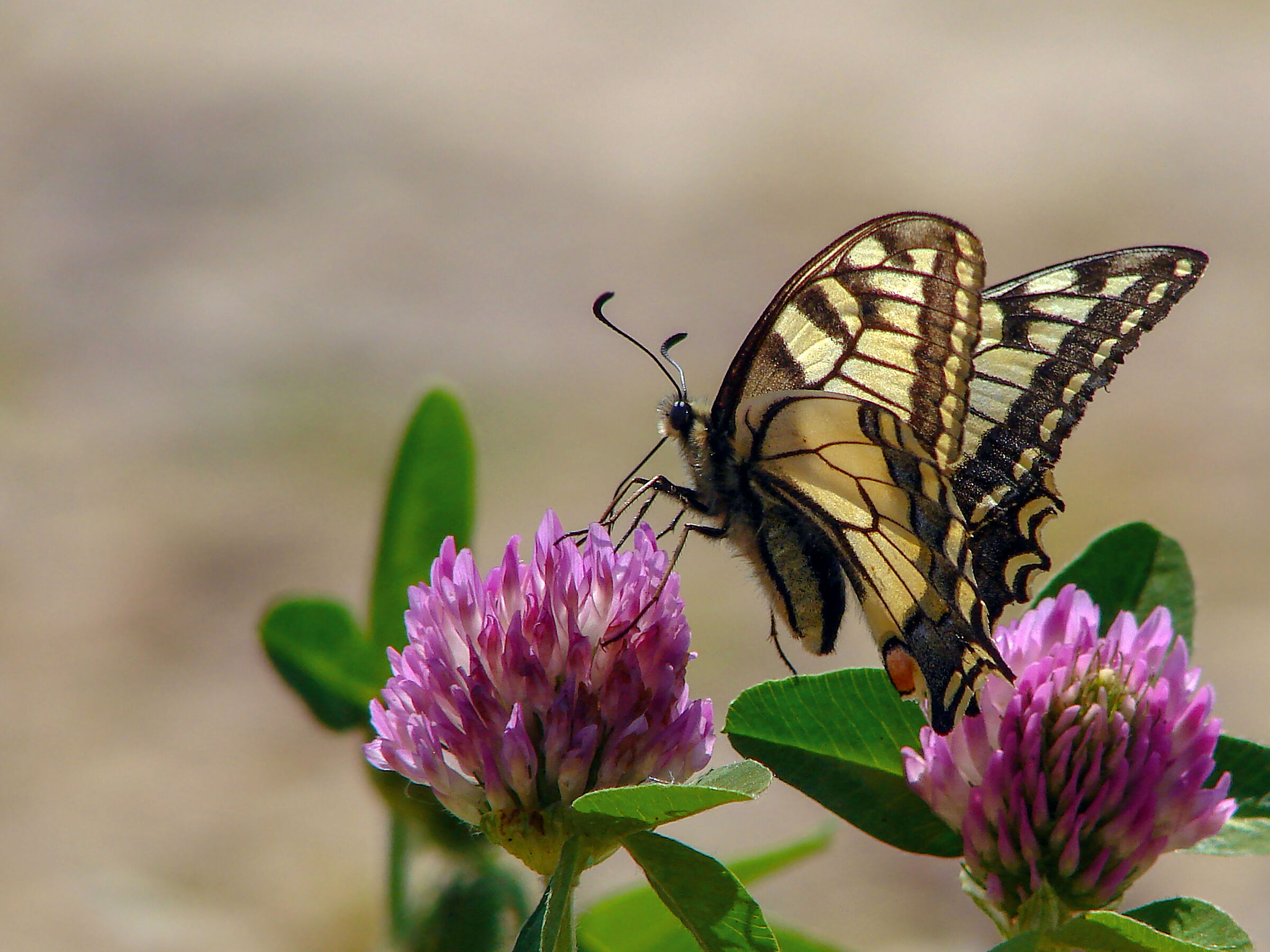 Papilio machaon