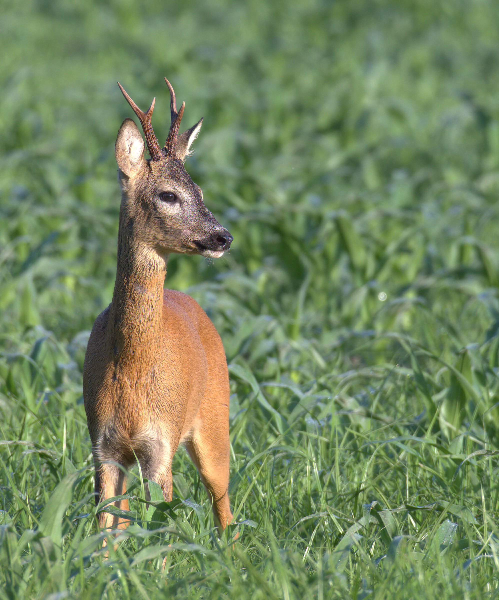 capriolo