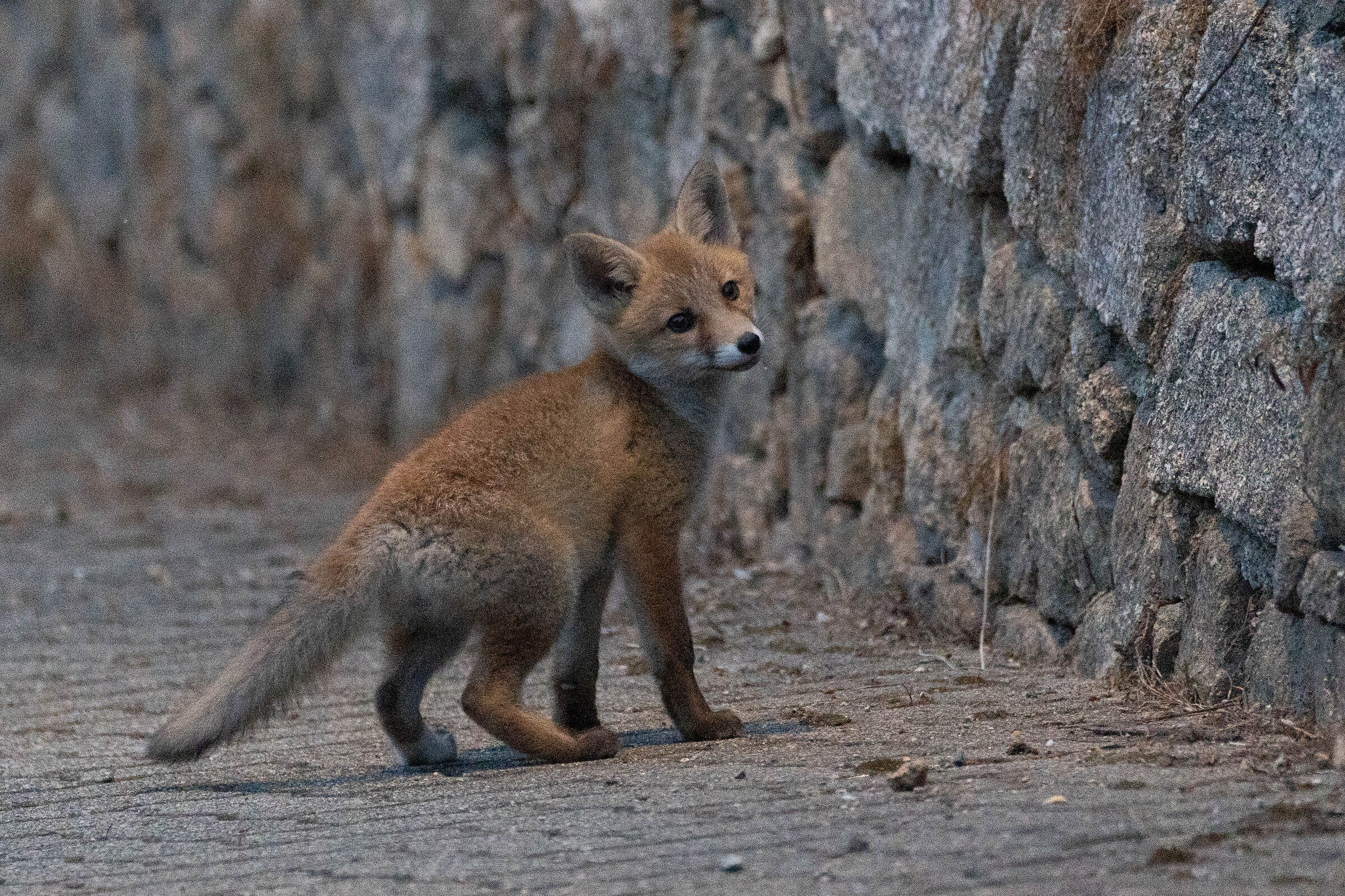 Fox cub