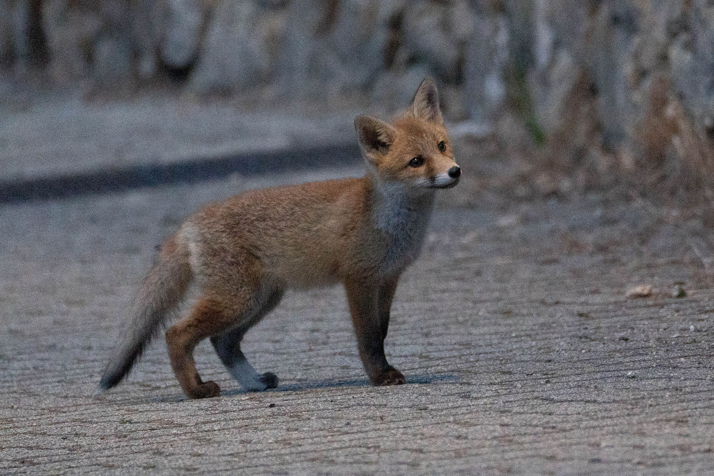 Fox cub
