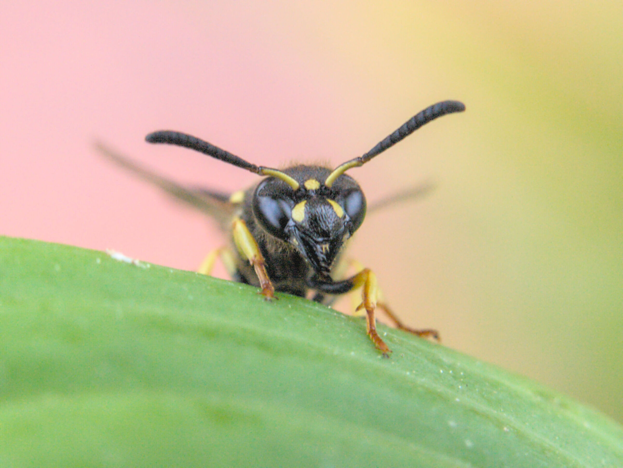 Wasp