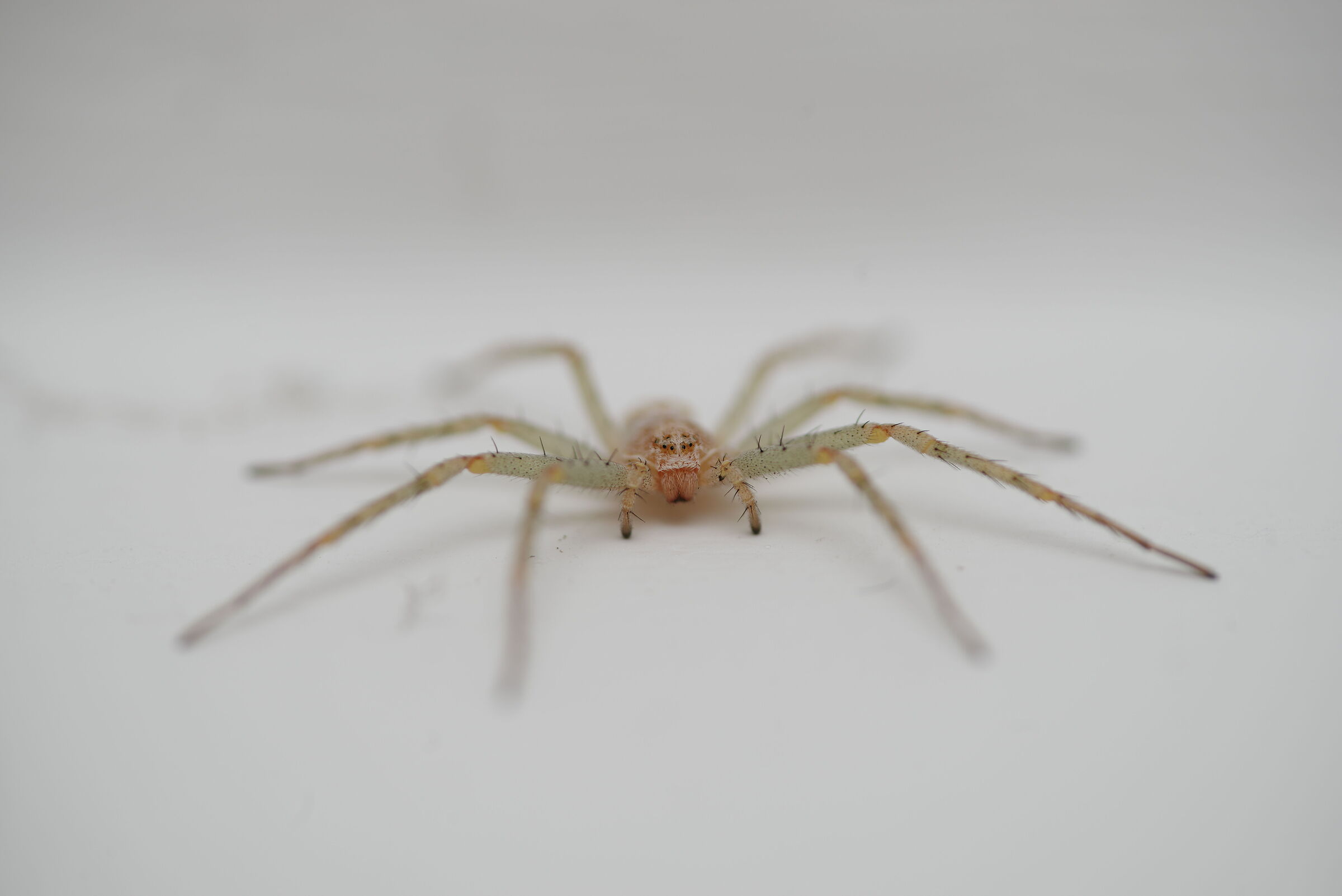 Ragno (1:1) ad f/5.6