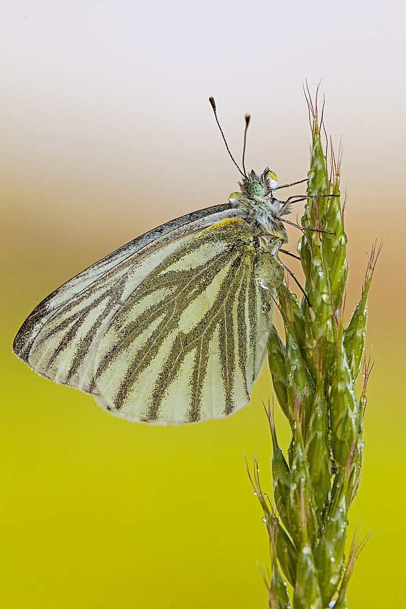 Pieris Napi