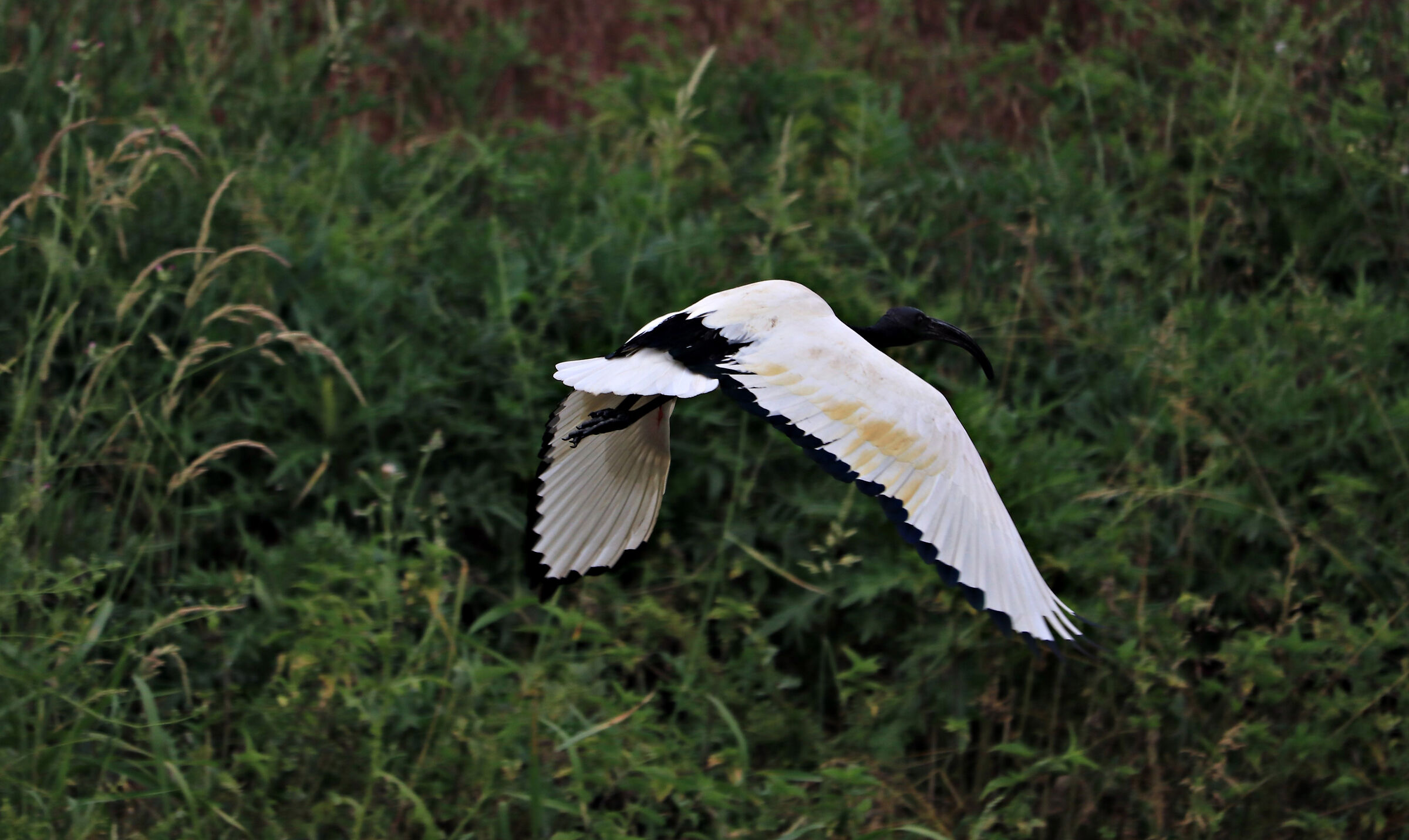 Sacred ibis