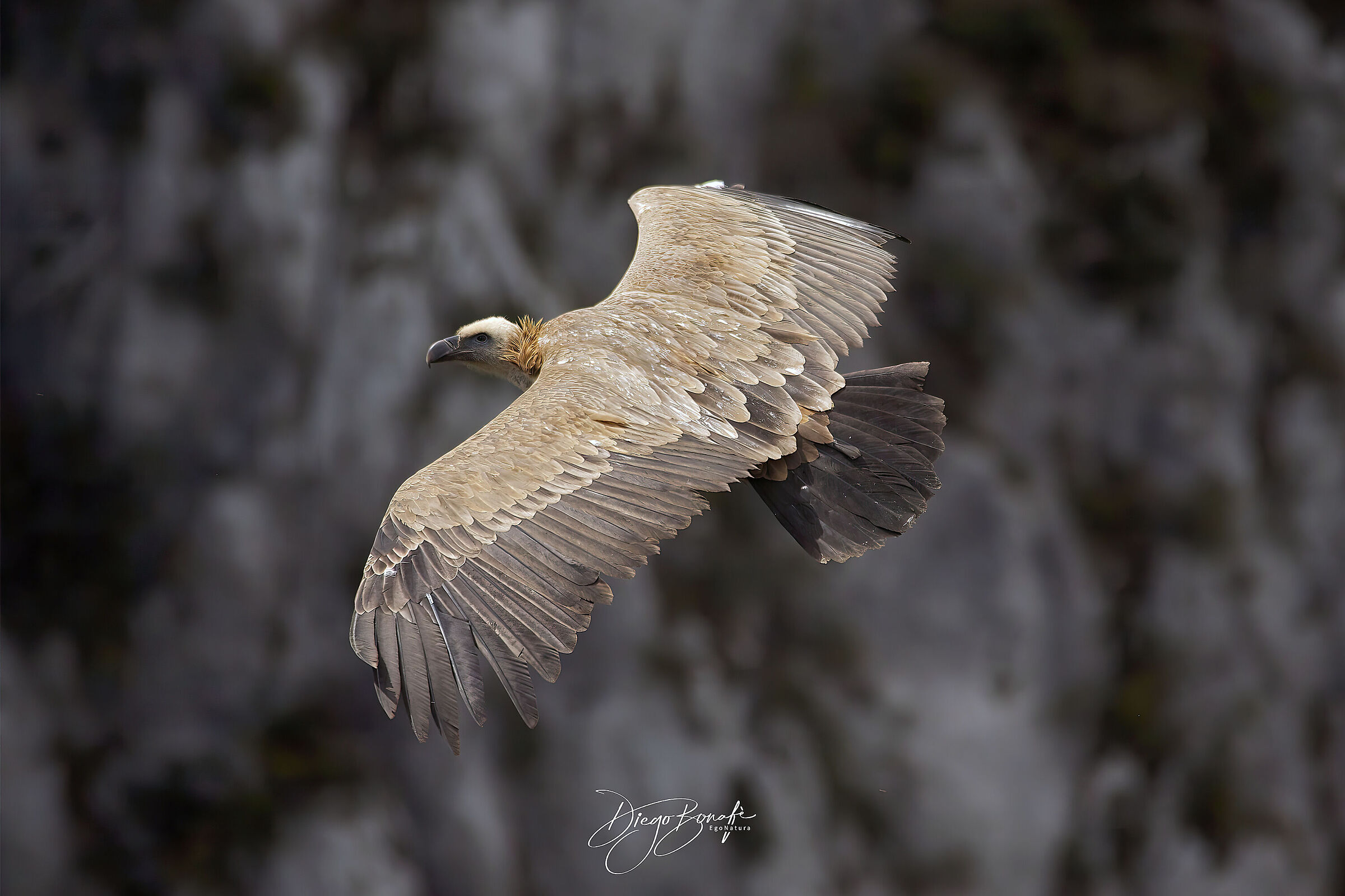 Grifone Juv. - Verdon - anno 2012