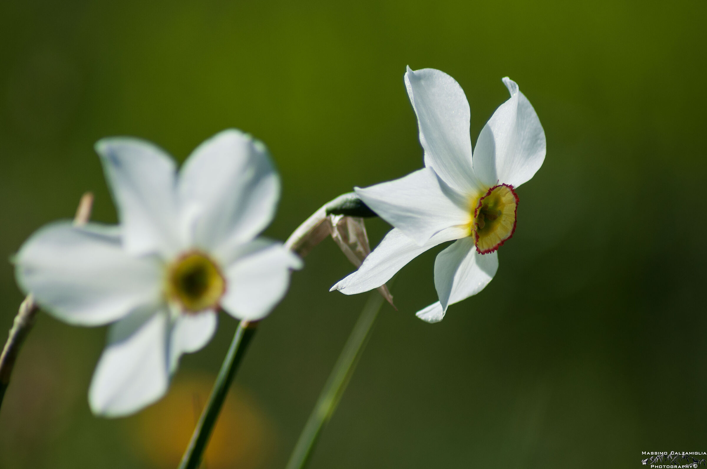 Narcisi
