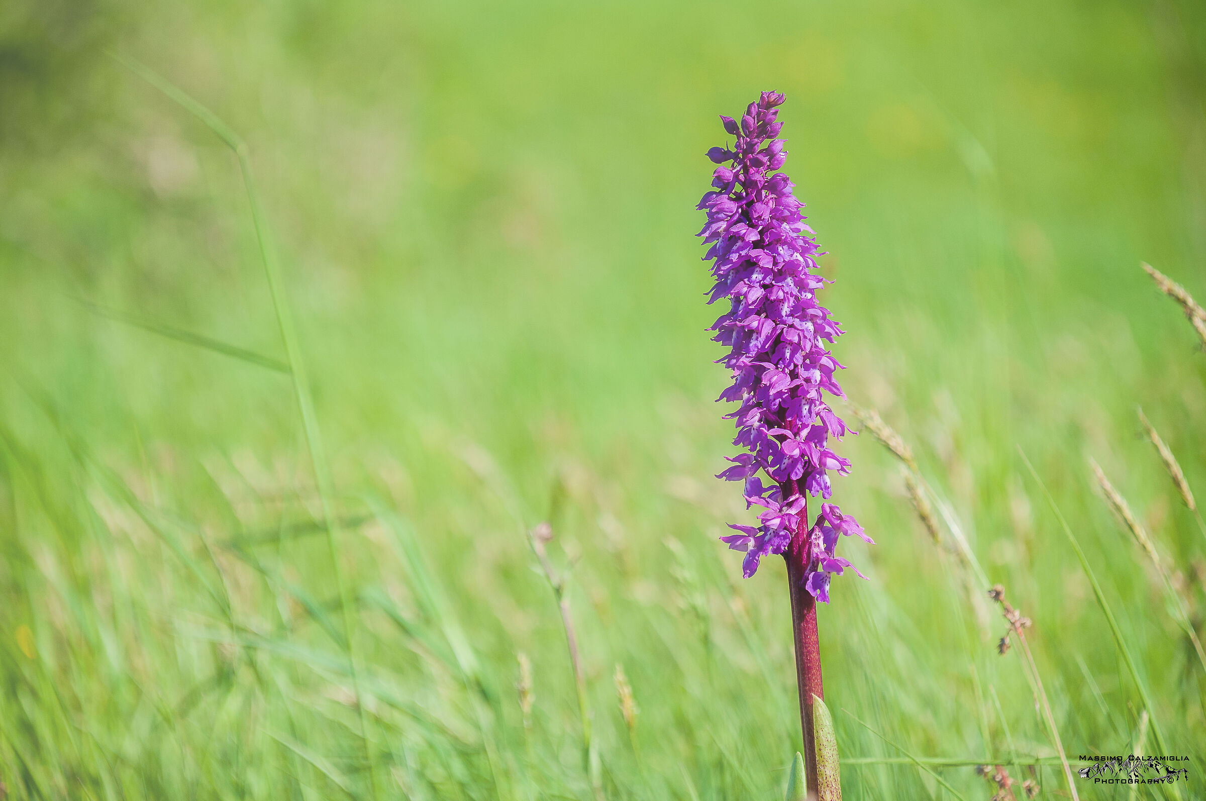 Orchidea Mascula