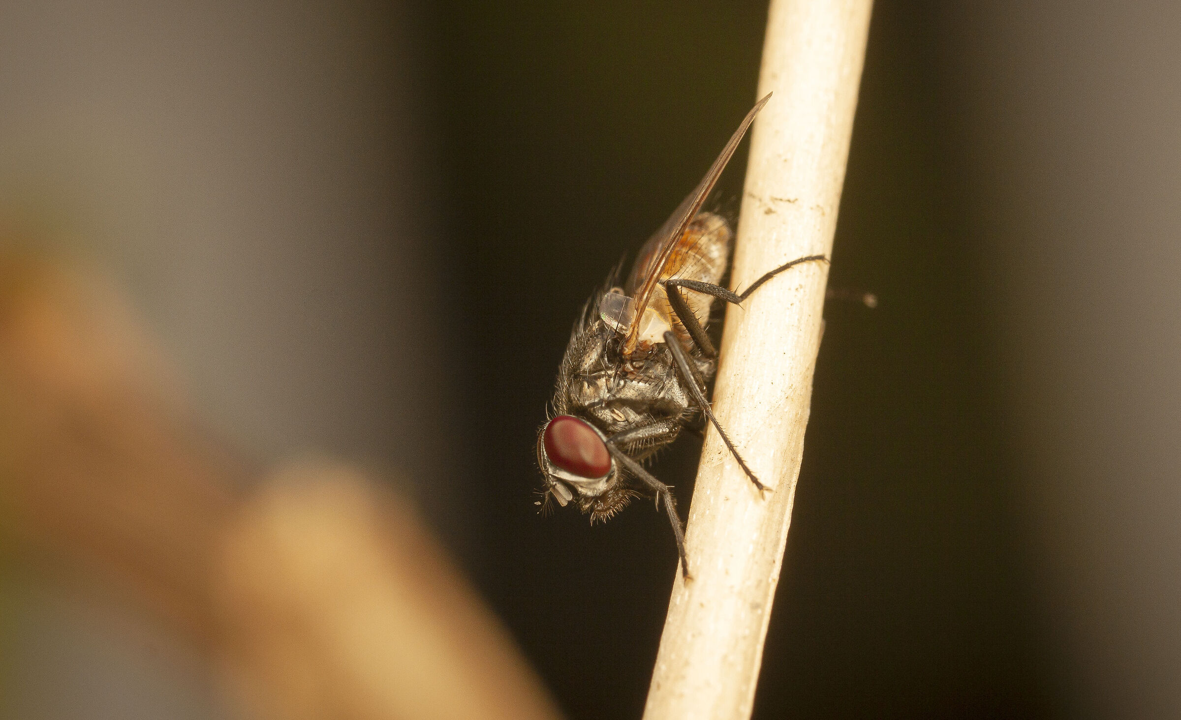 Canon 50D, obiettivo macro MPE-65, MT-24EX lite e palmare