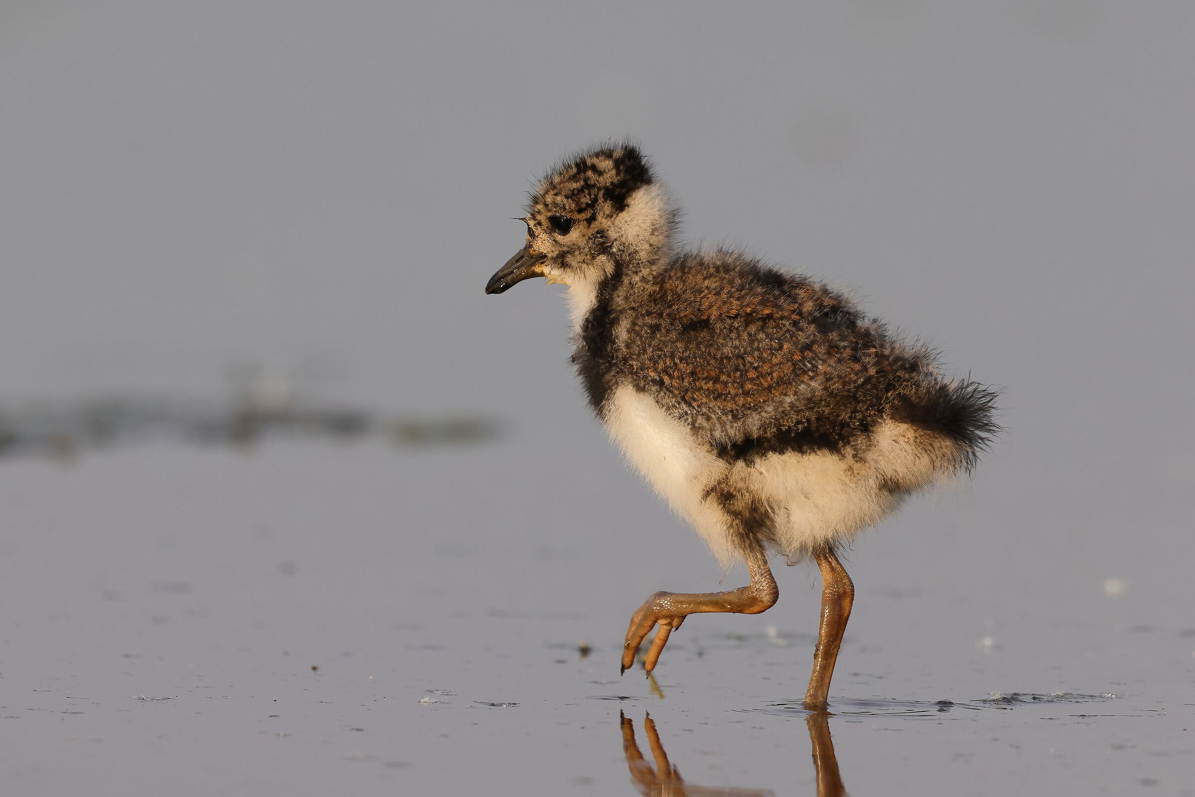 New lives in the lagoon
