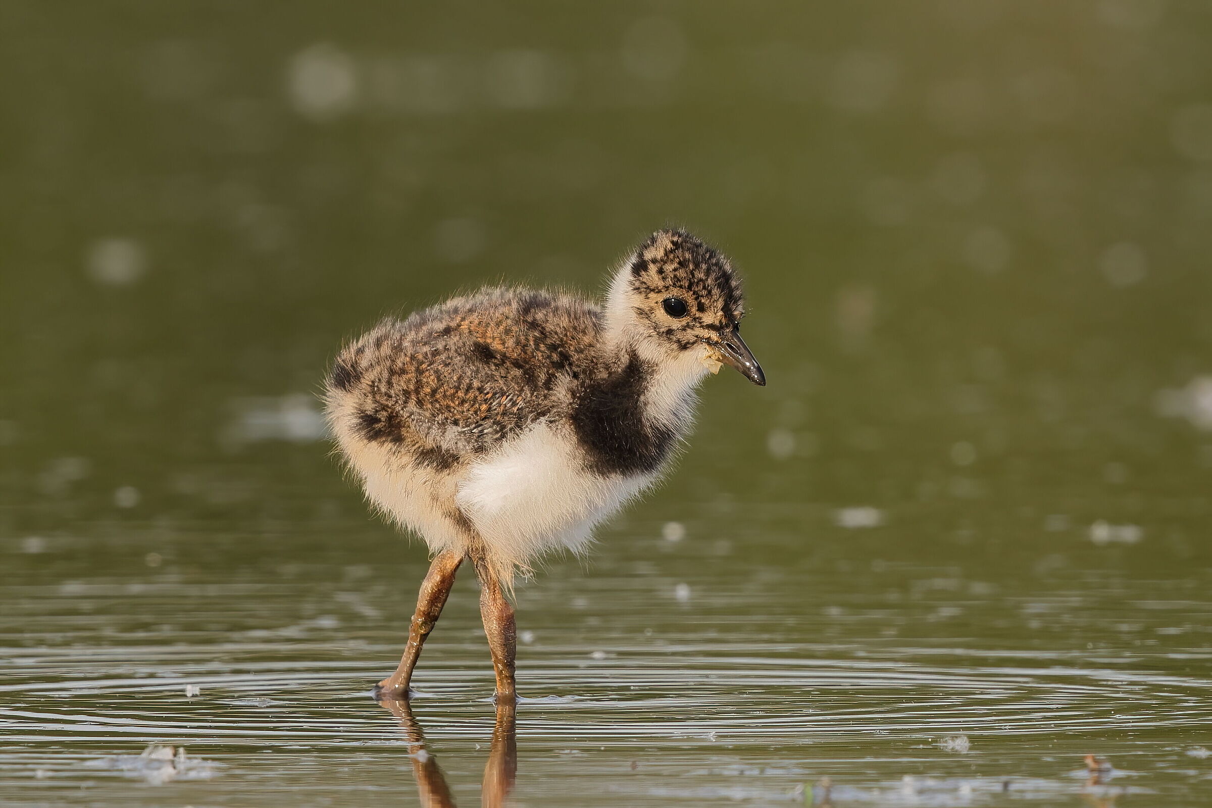 New lives in the lagoon